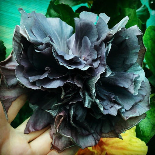 'Formosa Black Pearl' Tropical Hibiscus