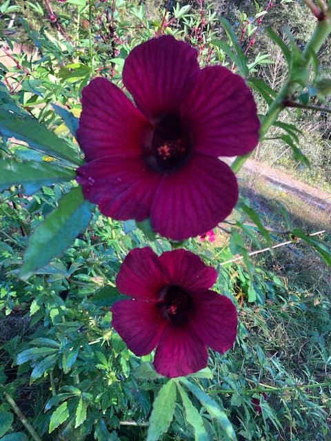 deccan hemp hibiscus plant, kenaf plant