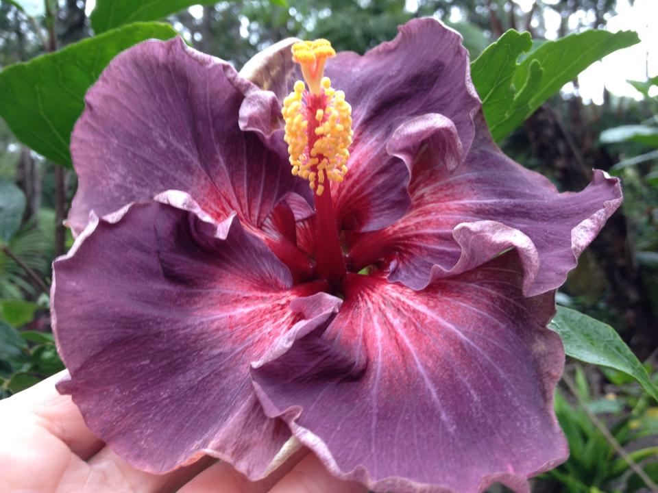 hibiscus delta dawn