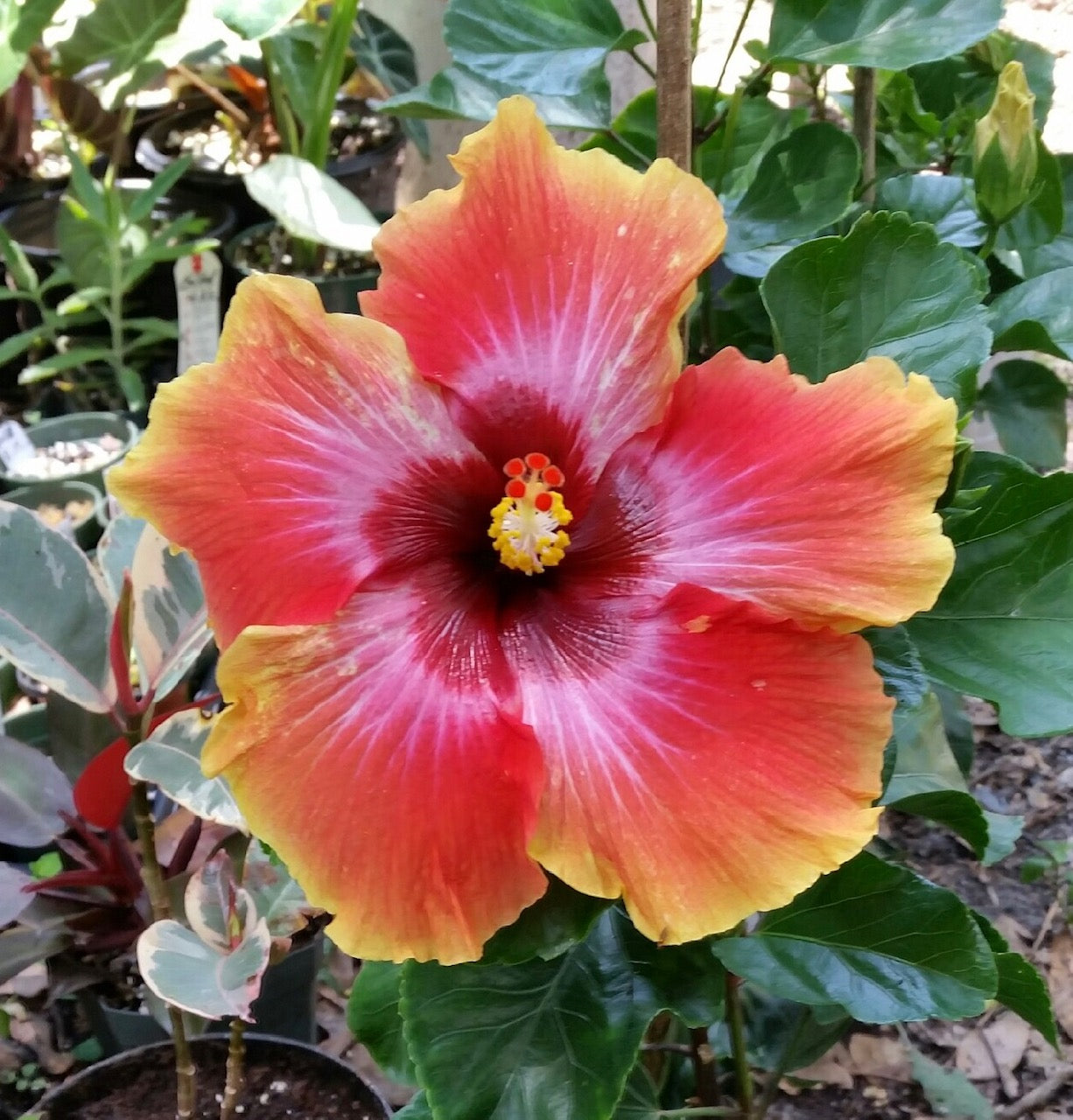Tropical Hibiscus 'Cosmic Dancer' - 5" pot