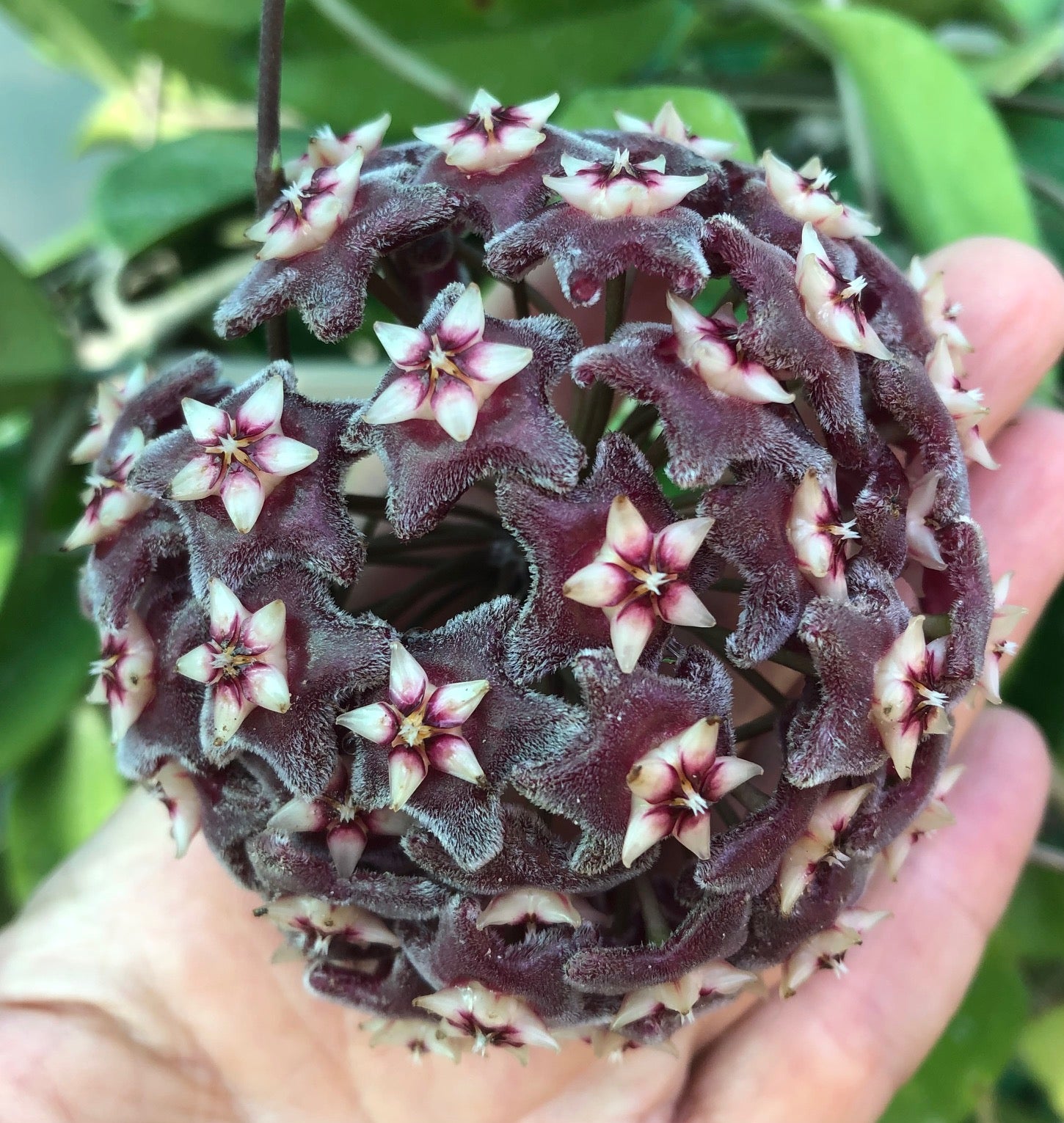 speckled succulent Hoya pubicalyx speckled - Wax Plant
