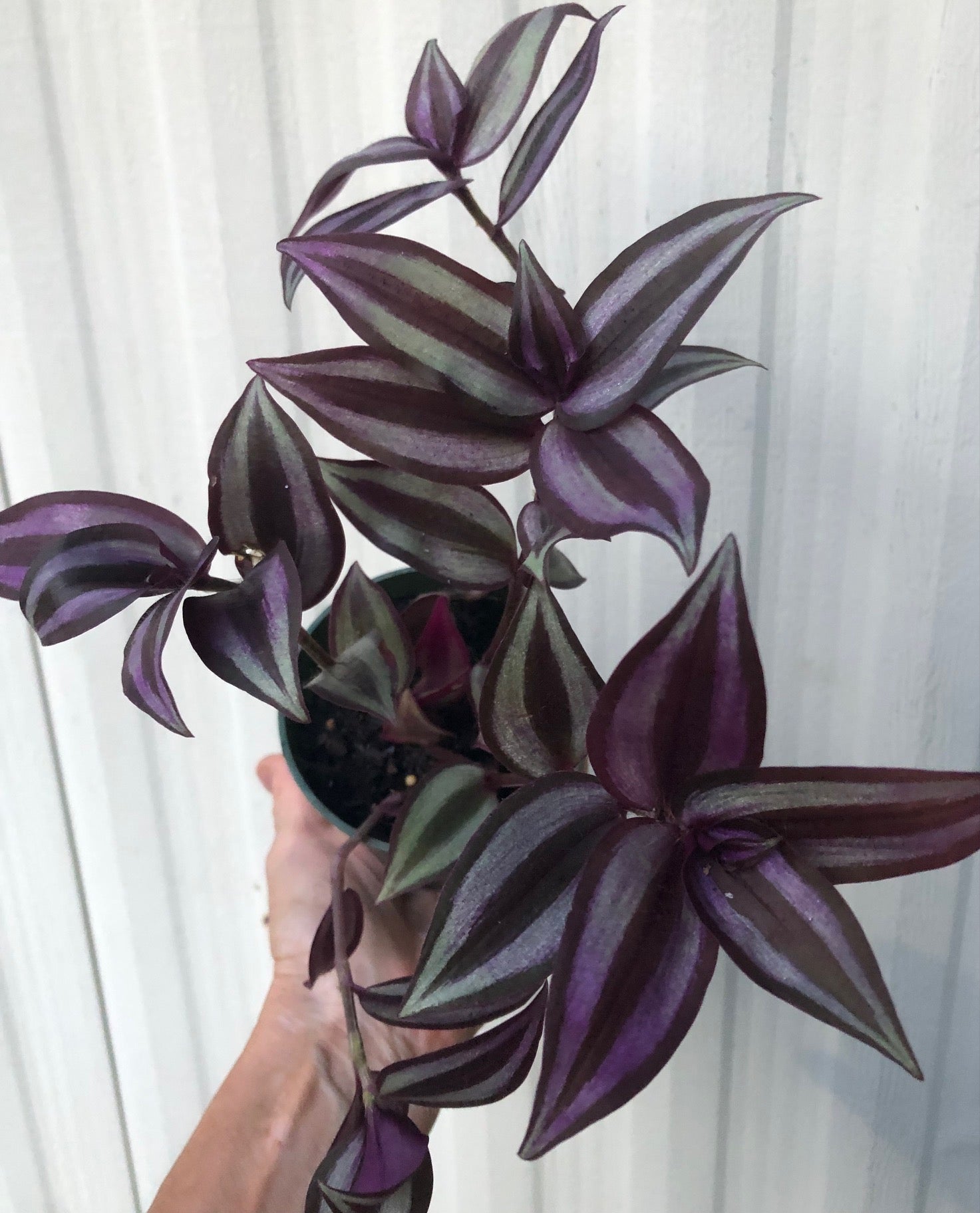 tradescantia mixed pot Tradescantia Zebrina Quadricolor