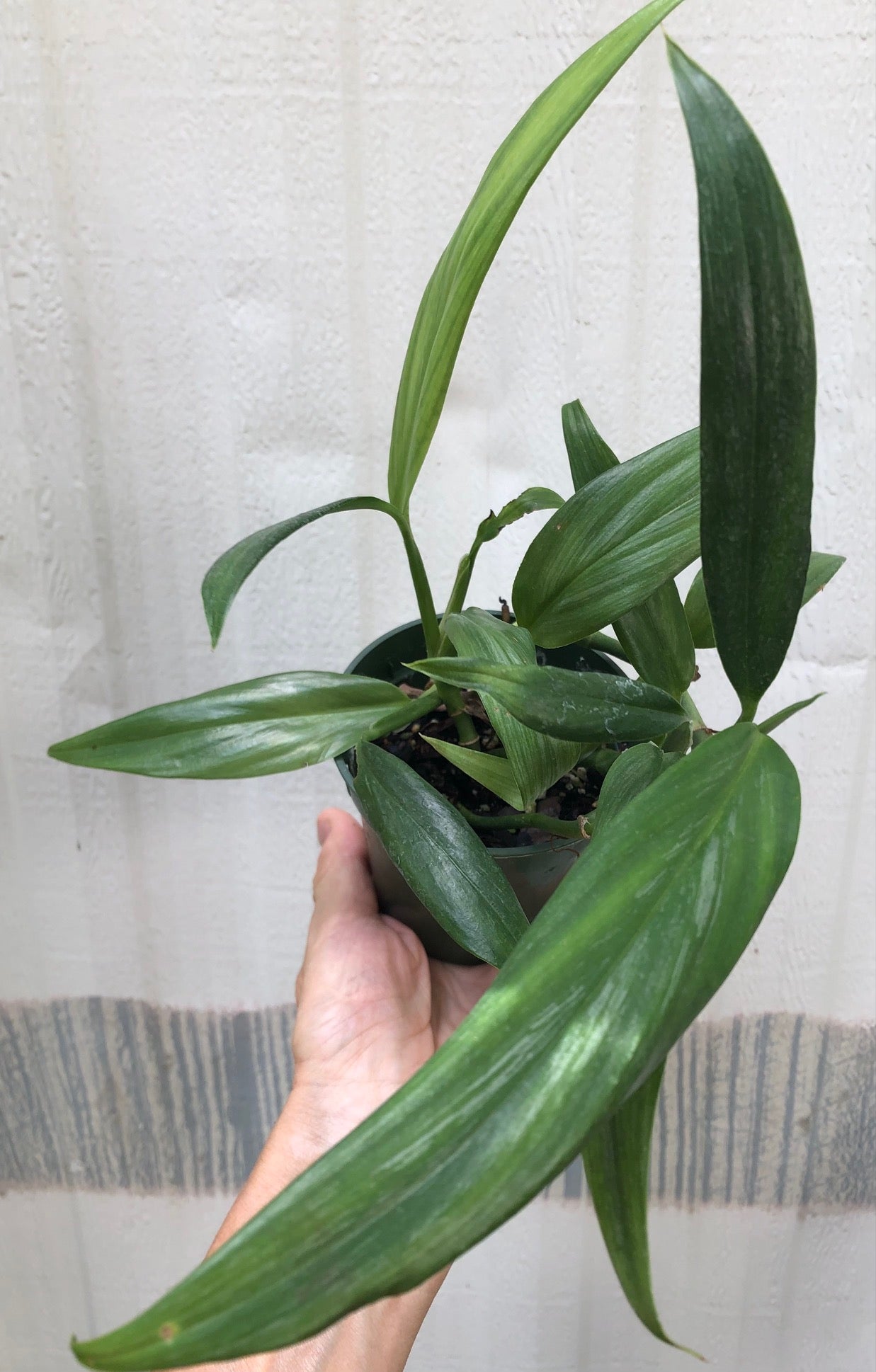 Epipremnum Amplissimum 'Silver Streak’ pothos