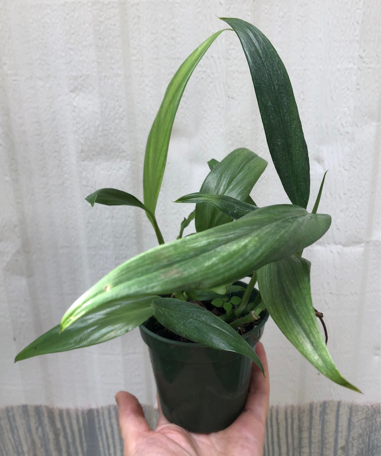 Epipremnum Amplissimum 'Silver Streak’ pothos