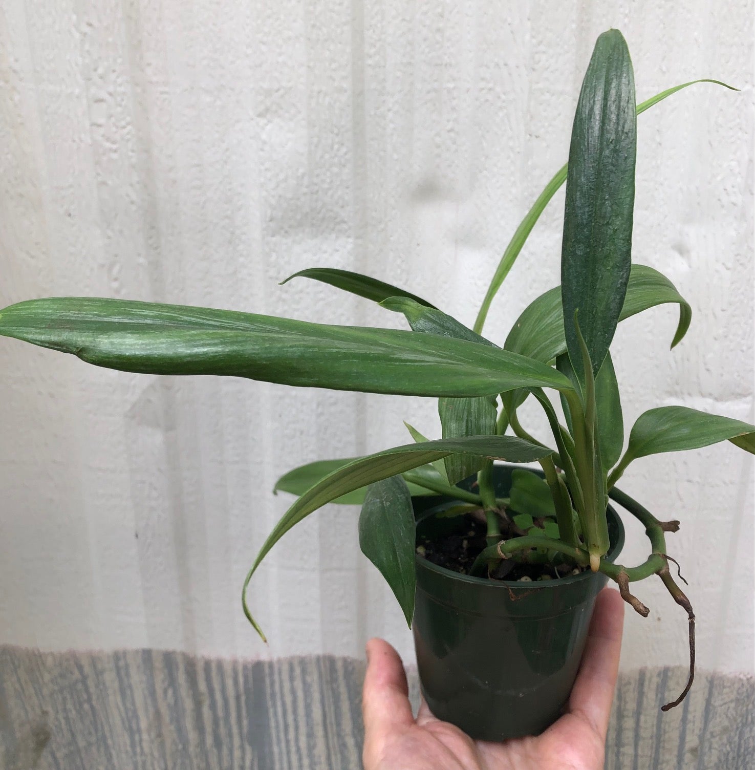 Epipremnum Amplissimum 'Silver Streak’ pothos