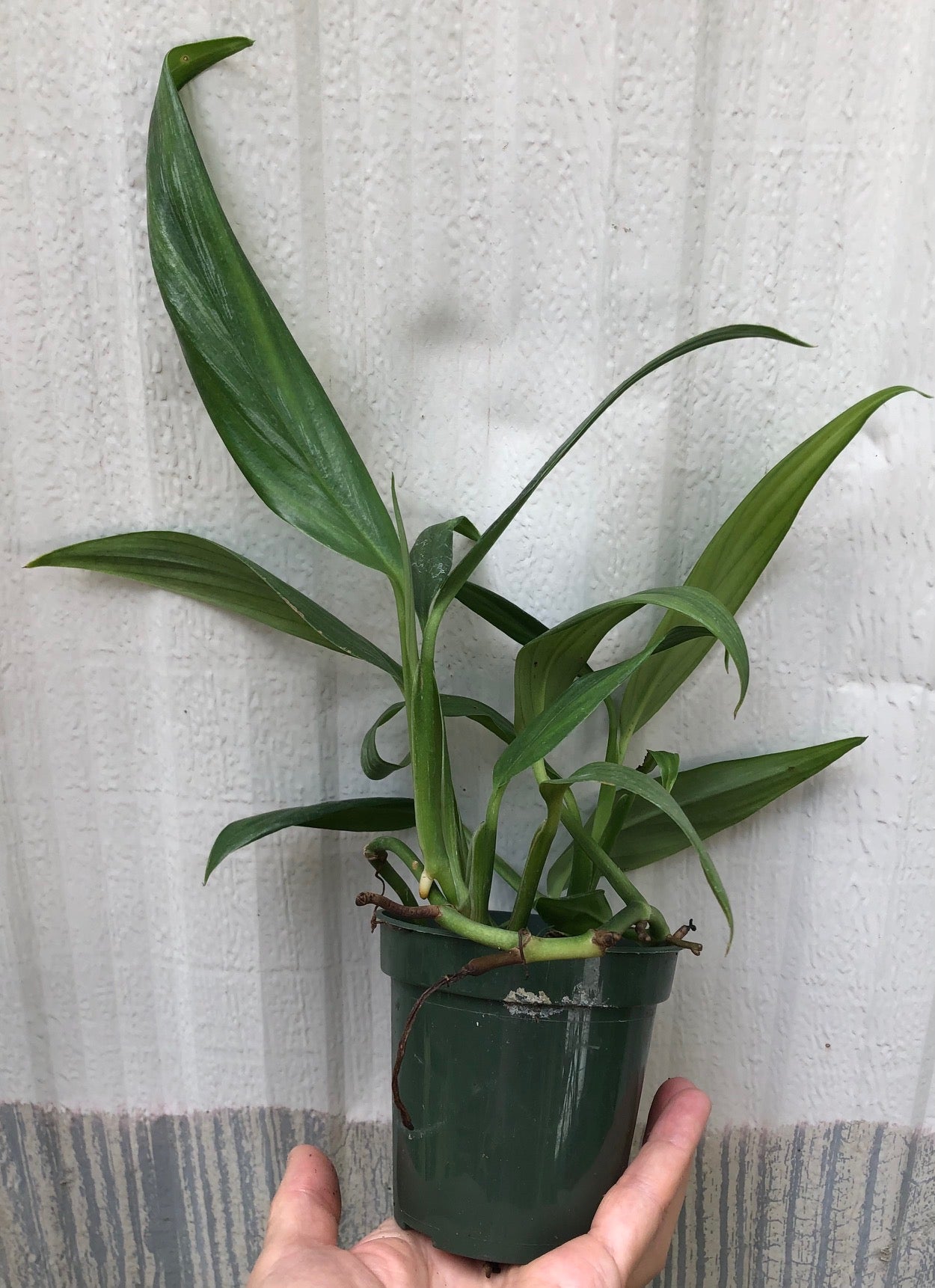 Epipremnum Amplissimum 'Silver Streak’ pothos