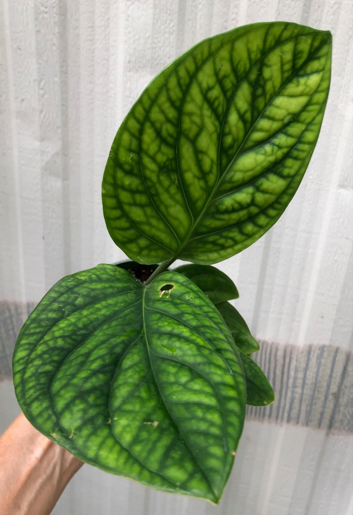 monstera green galaxy plant Monstera Peru