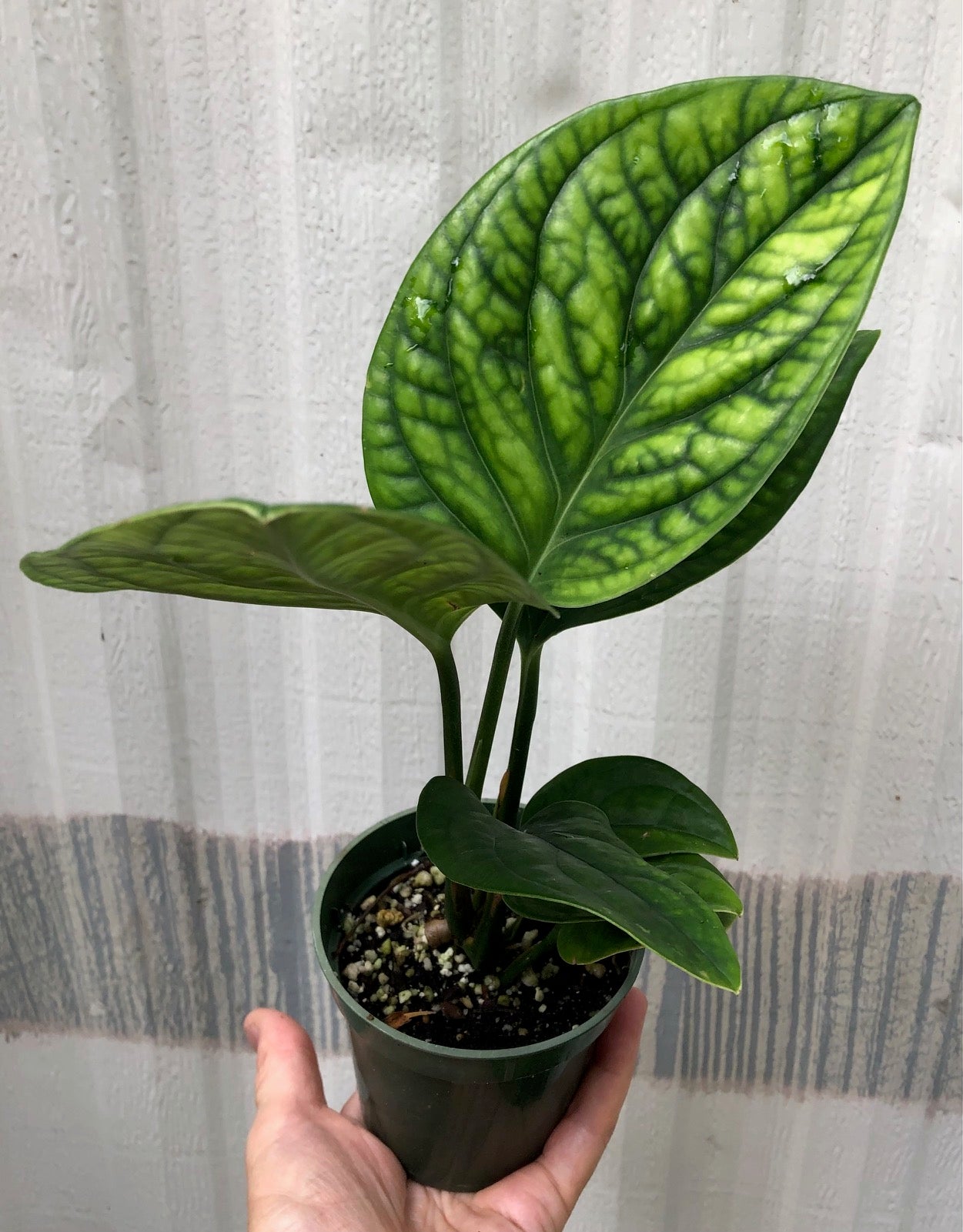 monstera peru, Green Galaxy Monstera, Monstera karstenianum