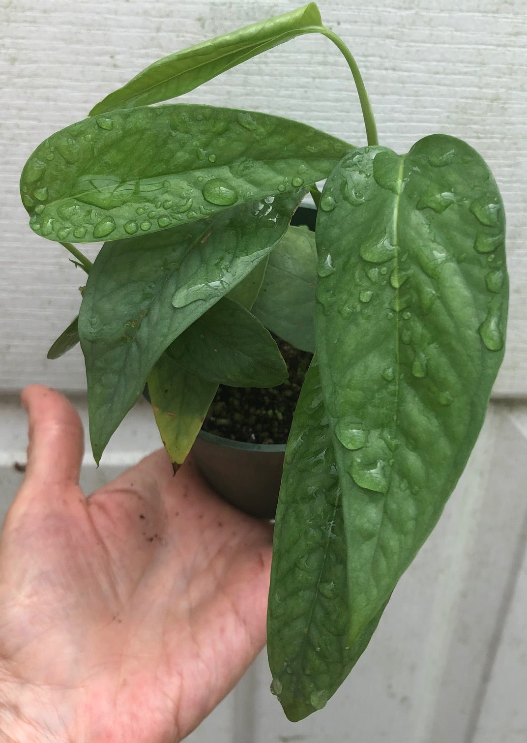 epipremnum pinnatum cebu blue pothos Cebu Blue Pothos Epipremnum pinnatum