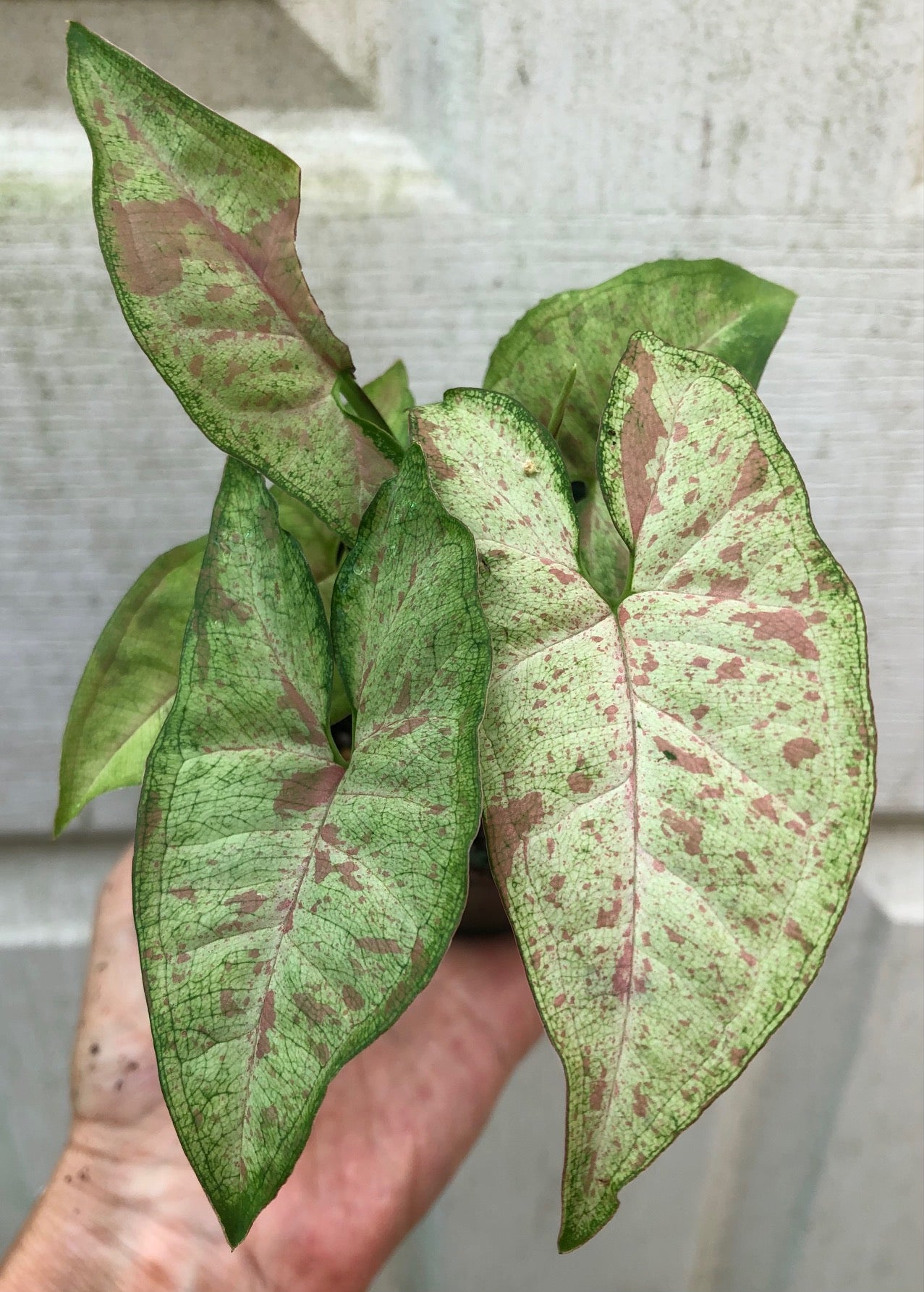 arrowhead succulent Syngonium podophyllum Confetti - Arrowhead Plant