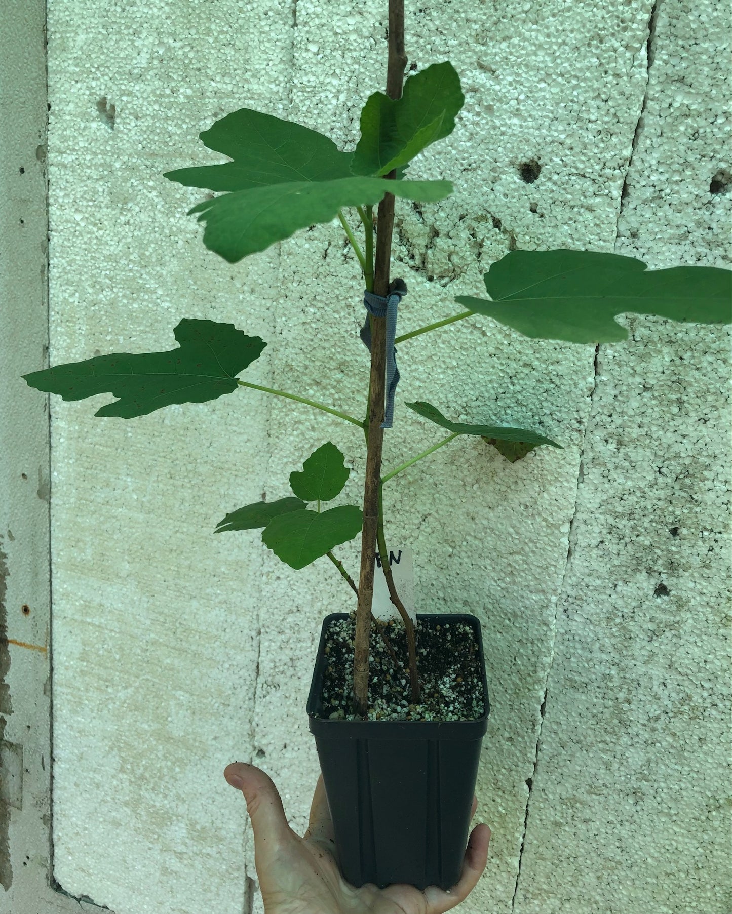 Fig Fignominal - 4" or 5" pot, live, potted plant