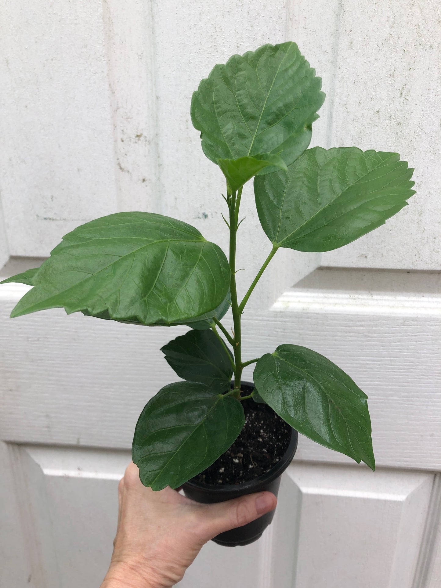 Tropical Hollywood Hibiscus 'Disco Diva' - 4" pot