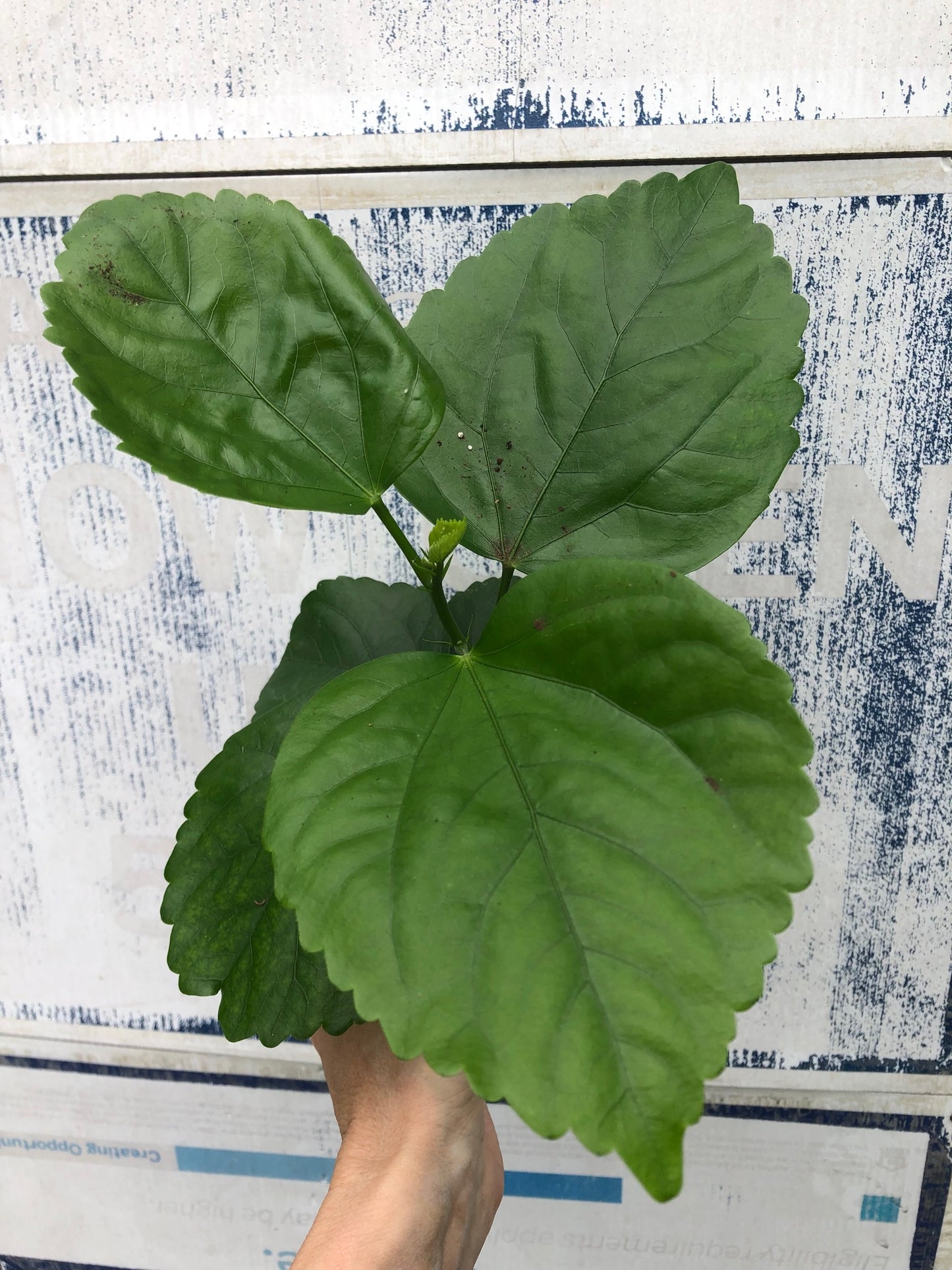 Tropical Hollywood Hibiscus 'Disco Diva' - 4" pot