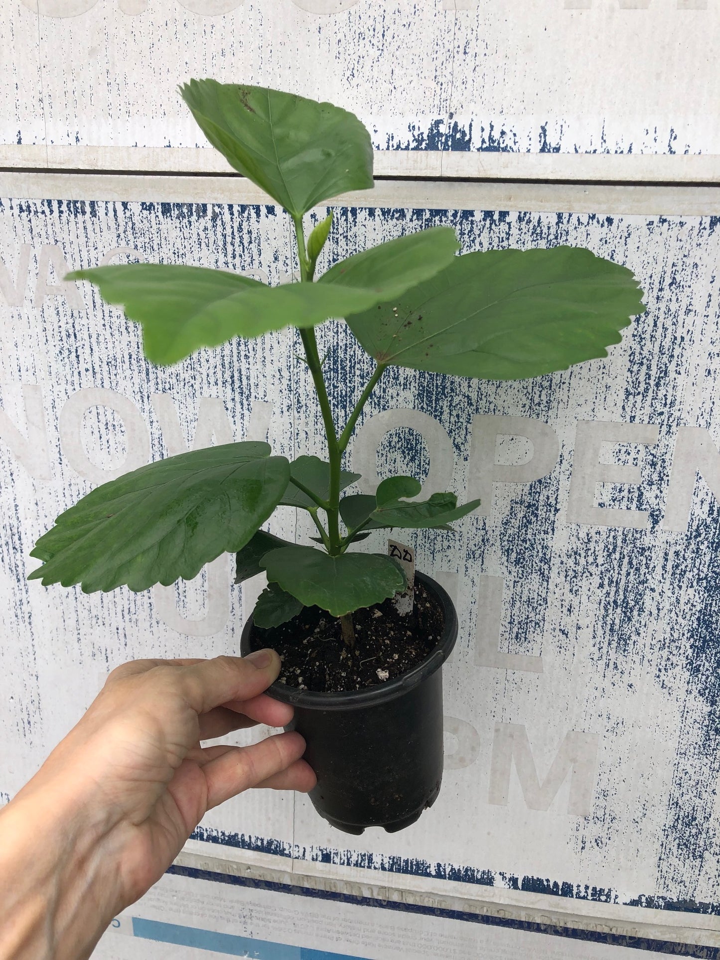 Tropical Hollywood Hibiscus 'Disco Diva' - 4" pot
