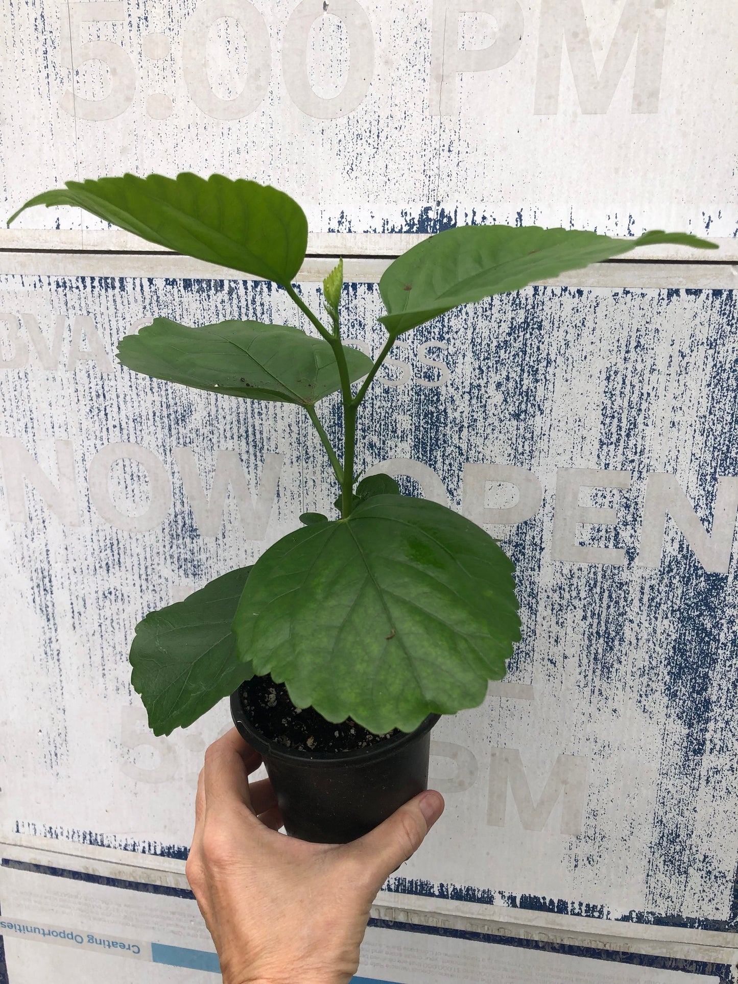 Tropical Hollywood Hibiscus 'Earth Angel' - 4" pot