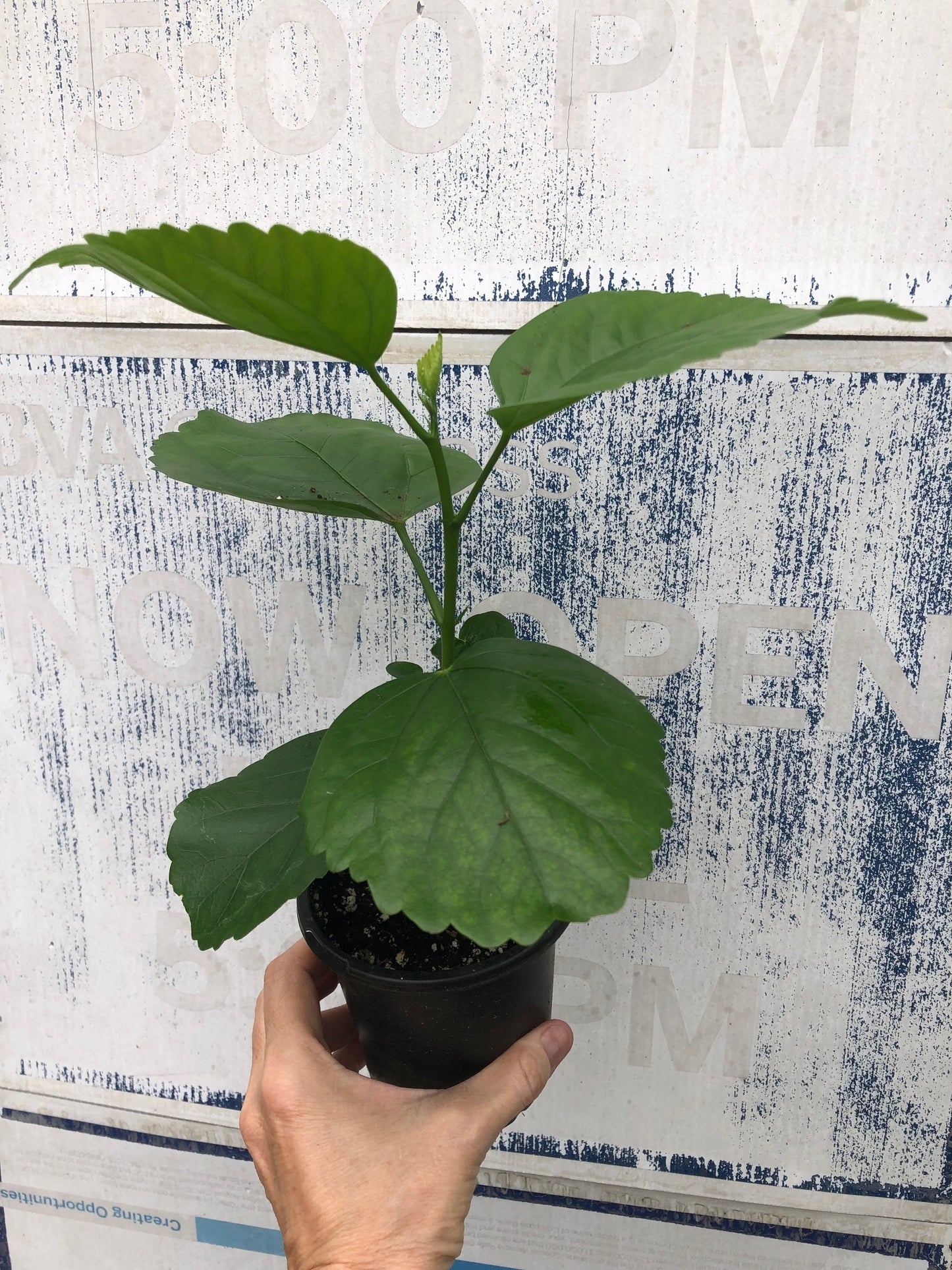 Tropical Hollywood Hibiscus 'Disco Diva' - 4" pot