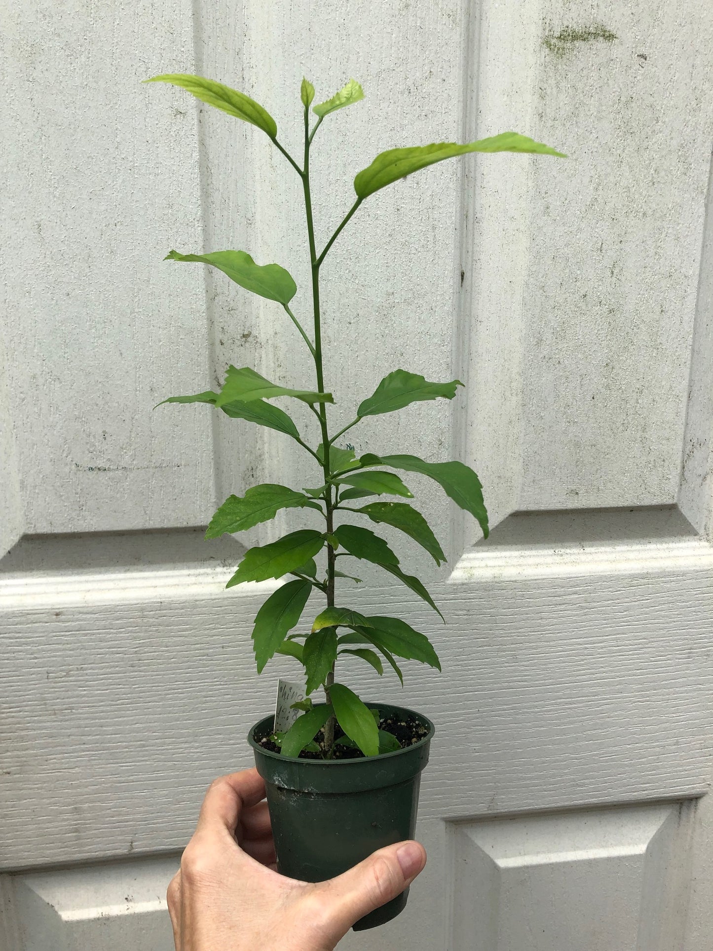 Tropical Hibiscus 'Chinese Lantern' - 3" or 4" pot