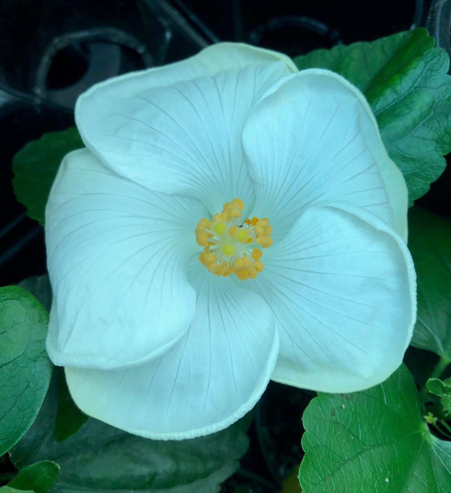Tropical Hollywood Hibiscus 'Earth Angel' - 4" pot