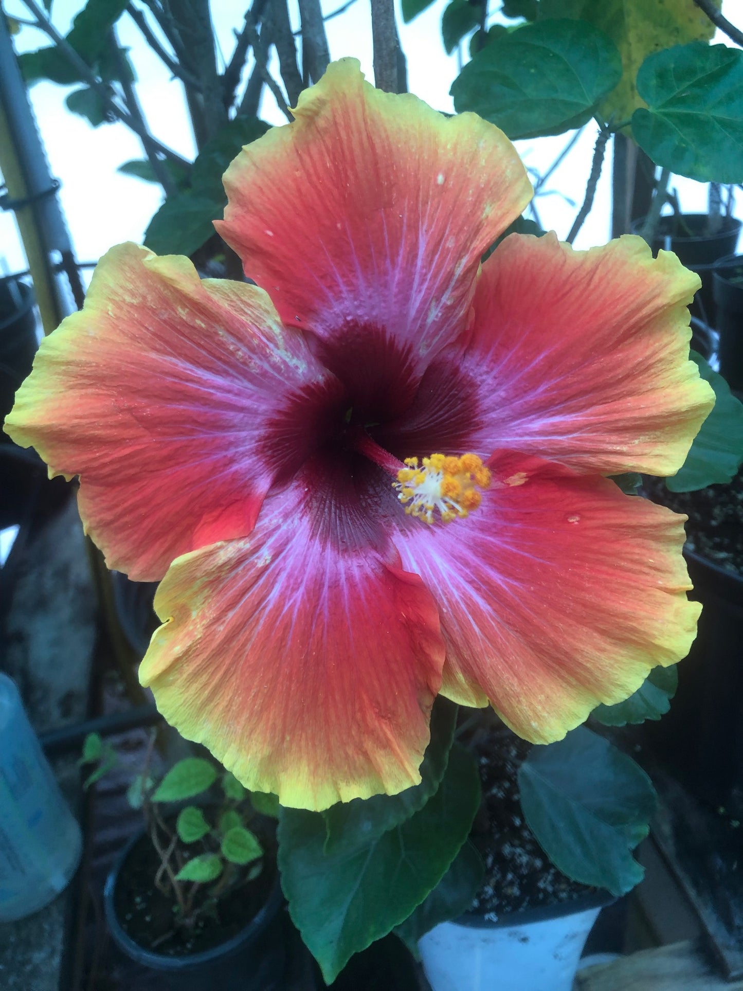 Tropical Hibiscus 'Cosmic Dancer' - 5" pot
