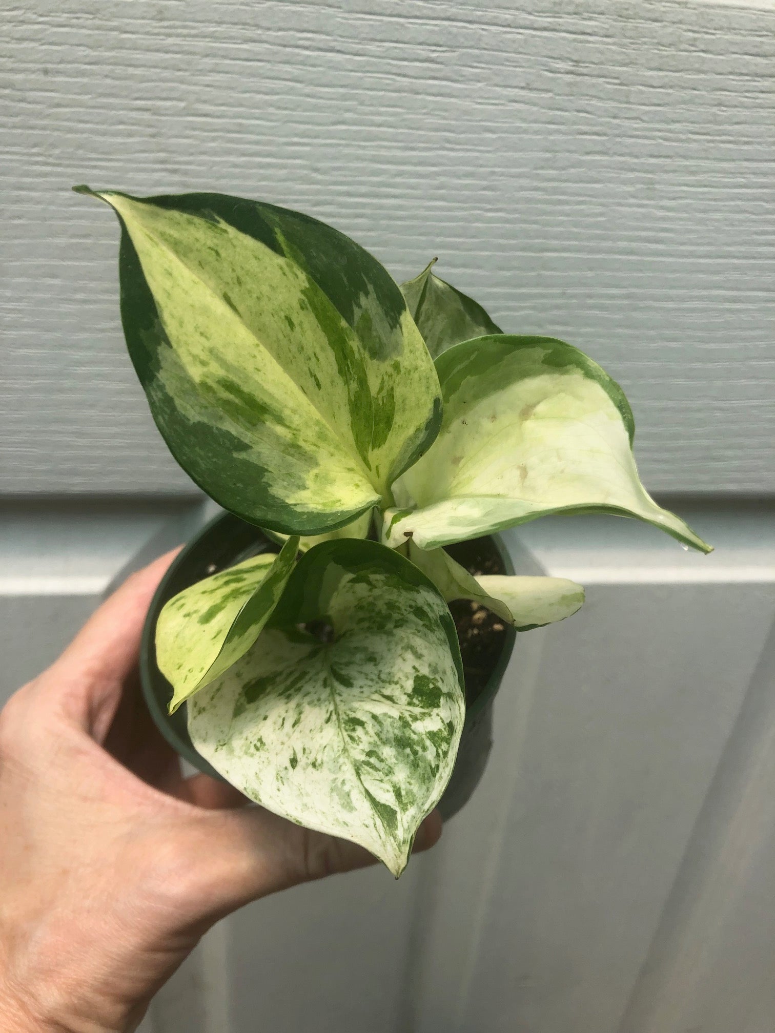 pothos majula Pothos Manjula // Grower’s Choice