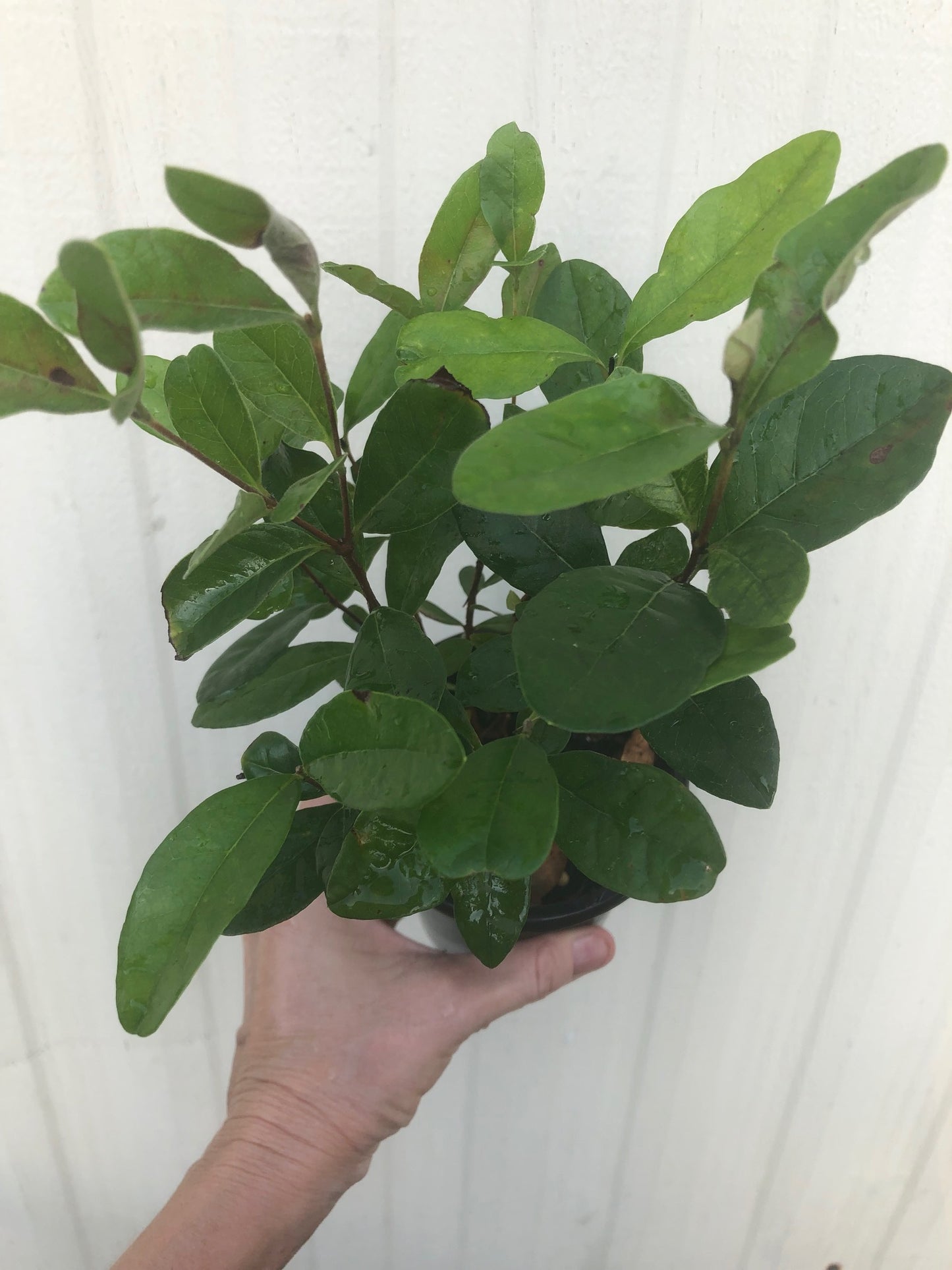 Pineapple Guava, Feijoa sellowiana seedling