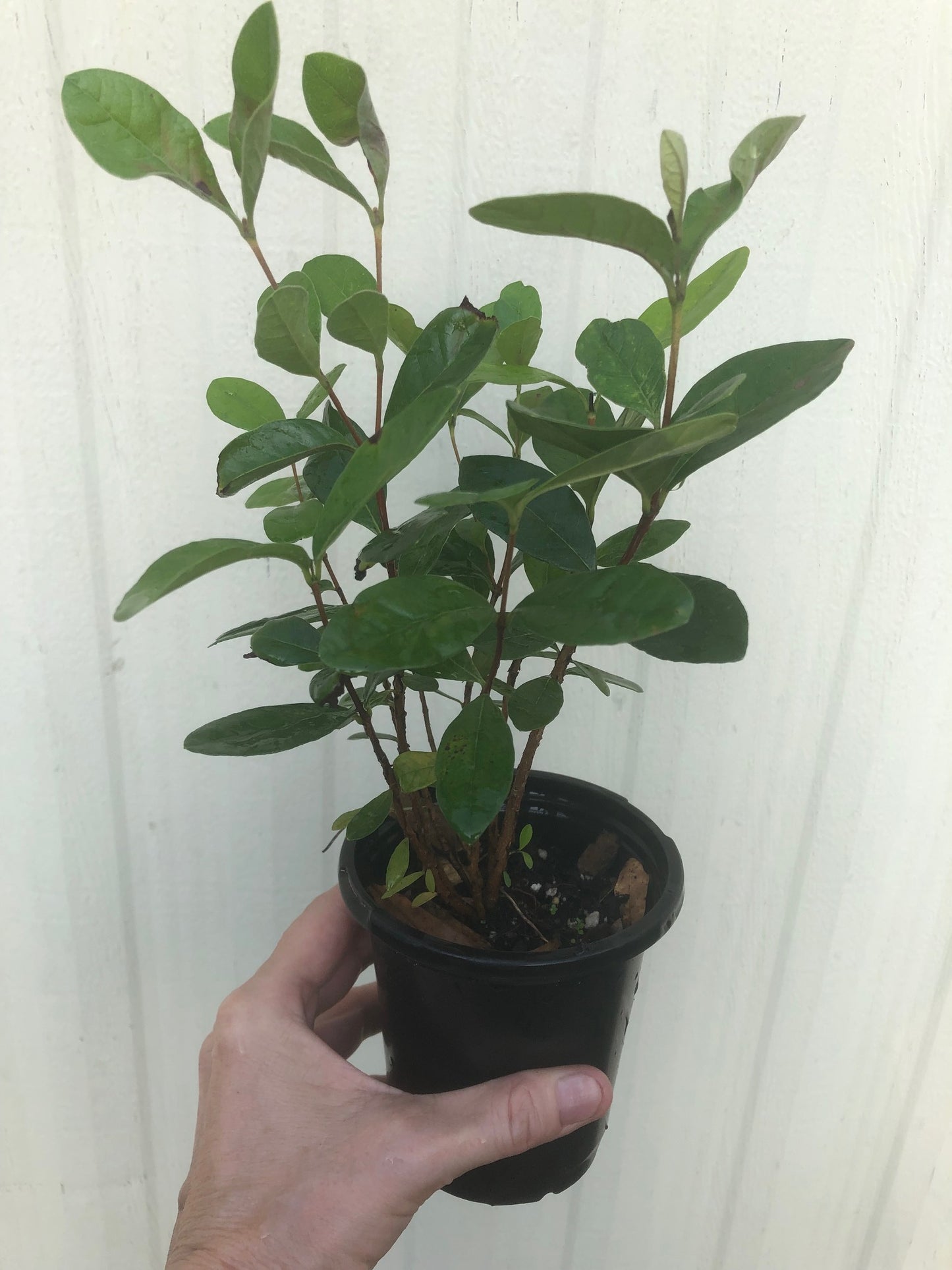 Pineapple Guava, Feijoa sellowiana seedling