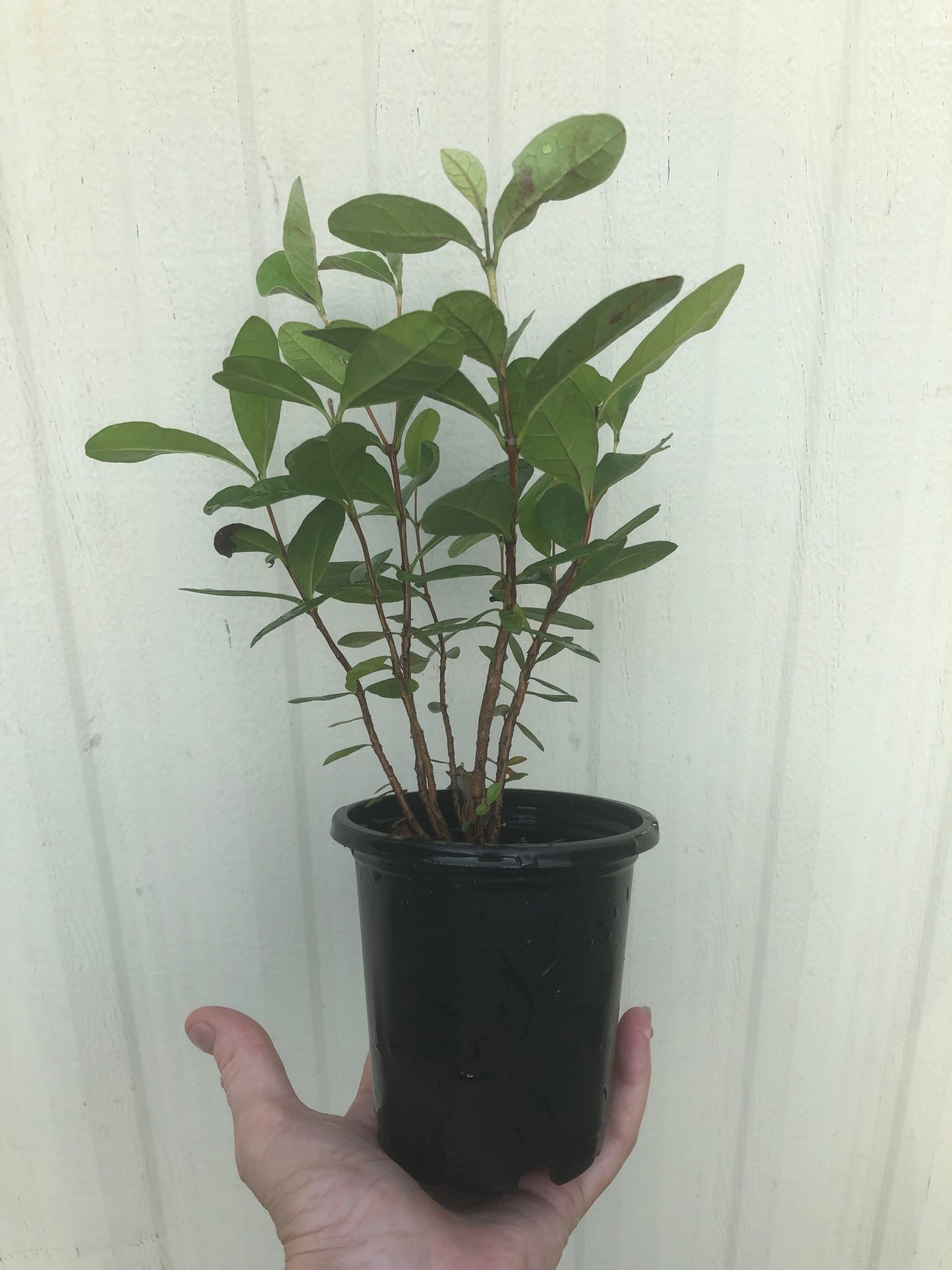 Pineapple Guava, Feijoa sellowiana seedling