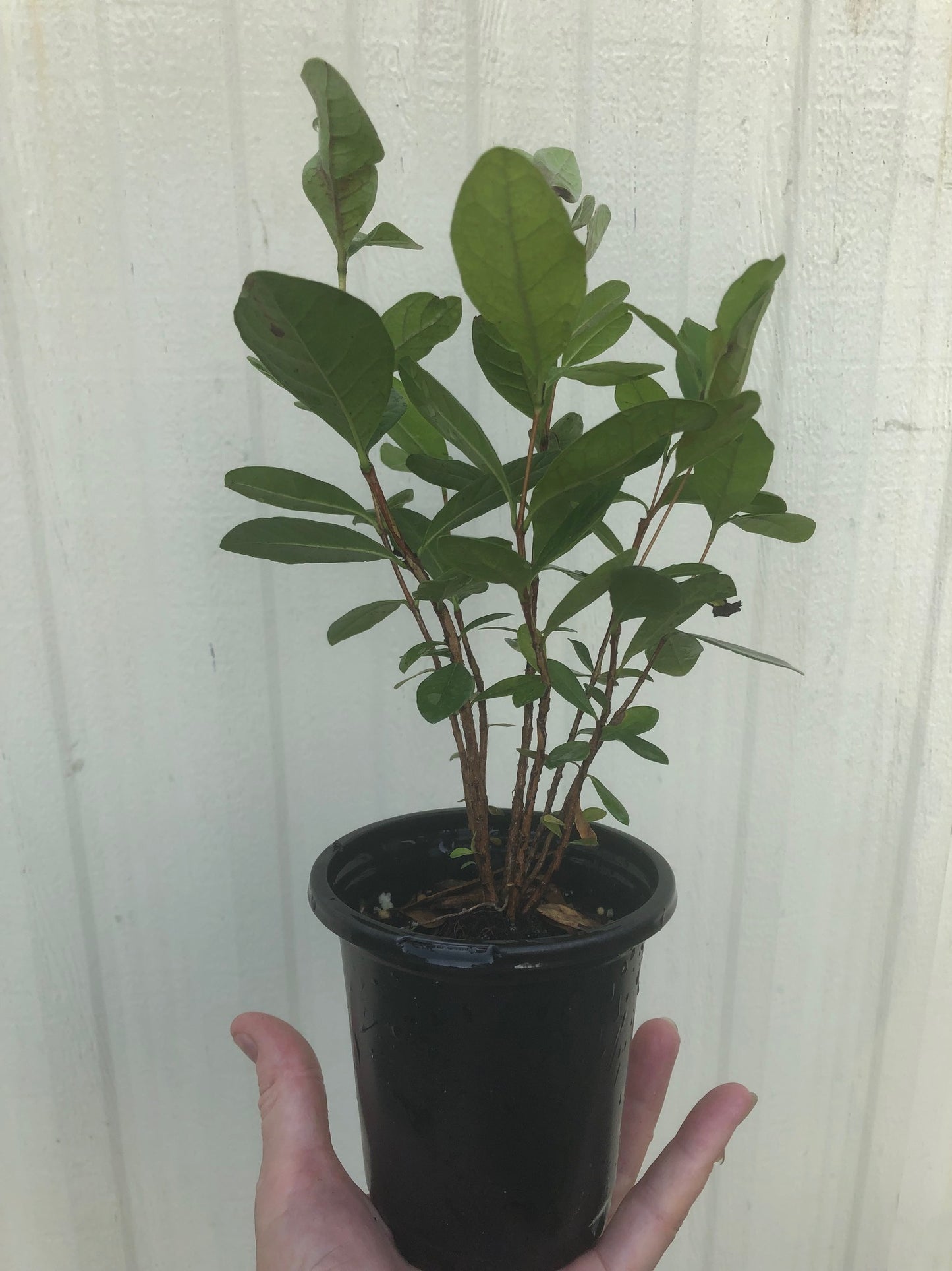 Pineapple Guava, Feijoa sellowiana seedling
