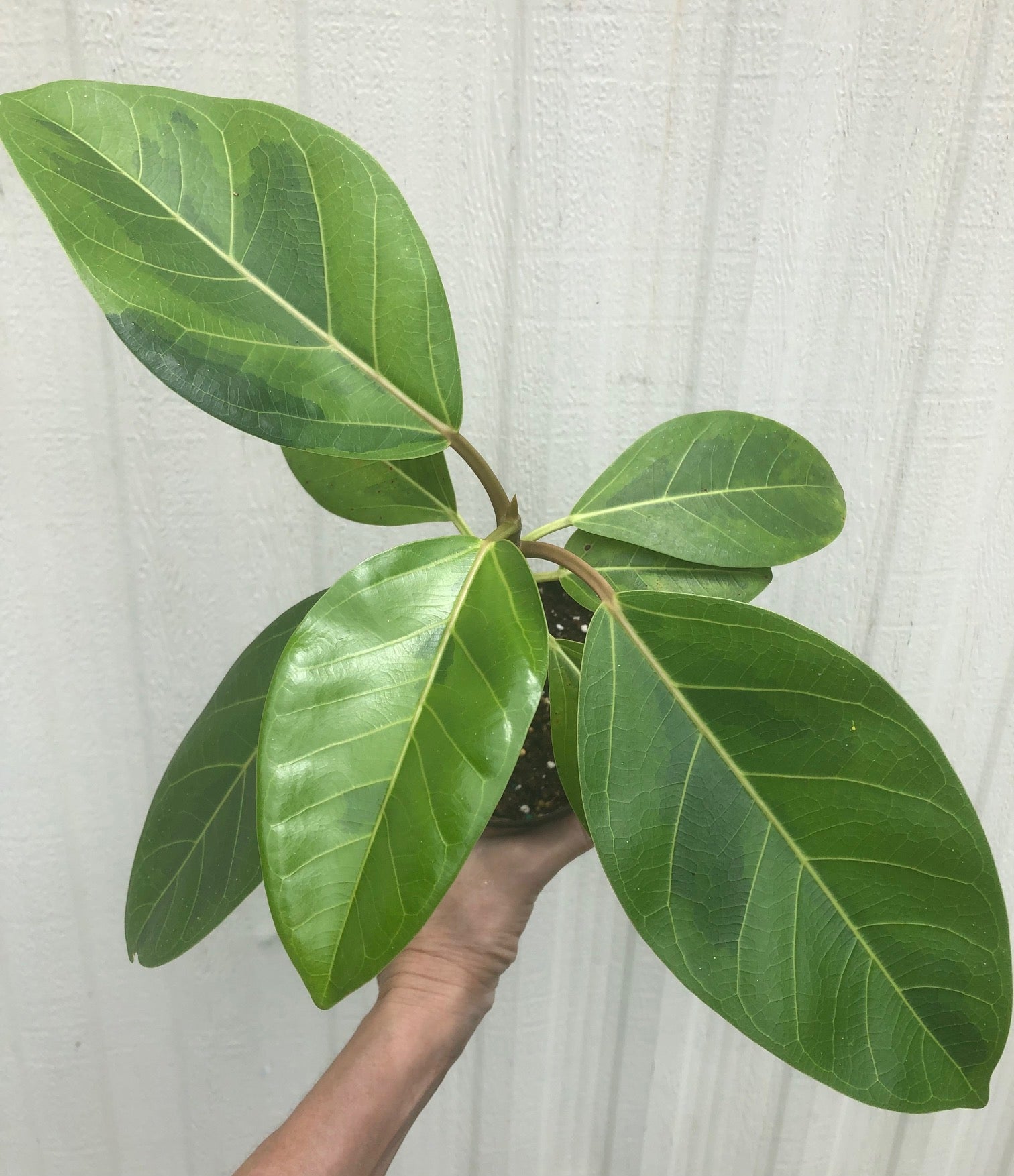 variegated ficus altissima Ficus Altissima