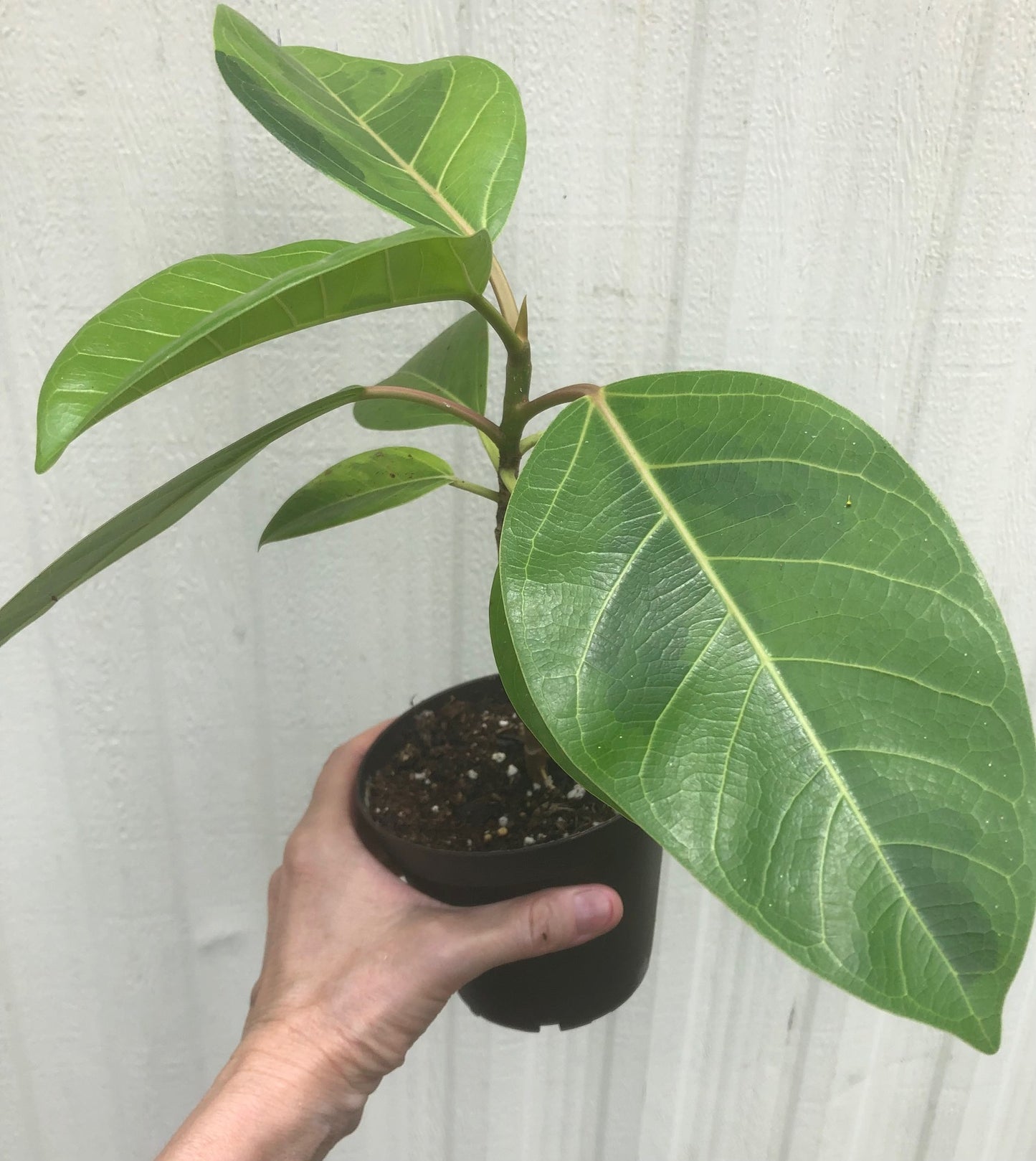 Ficus Altissima - 4" pot