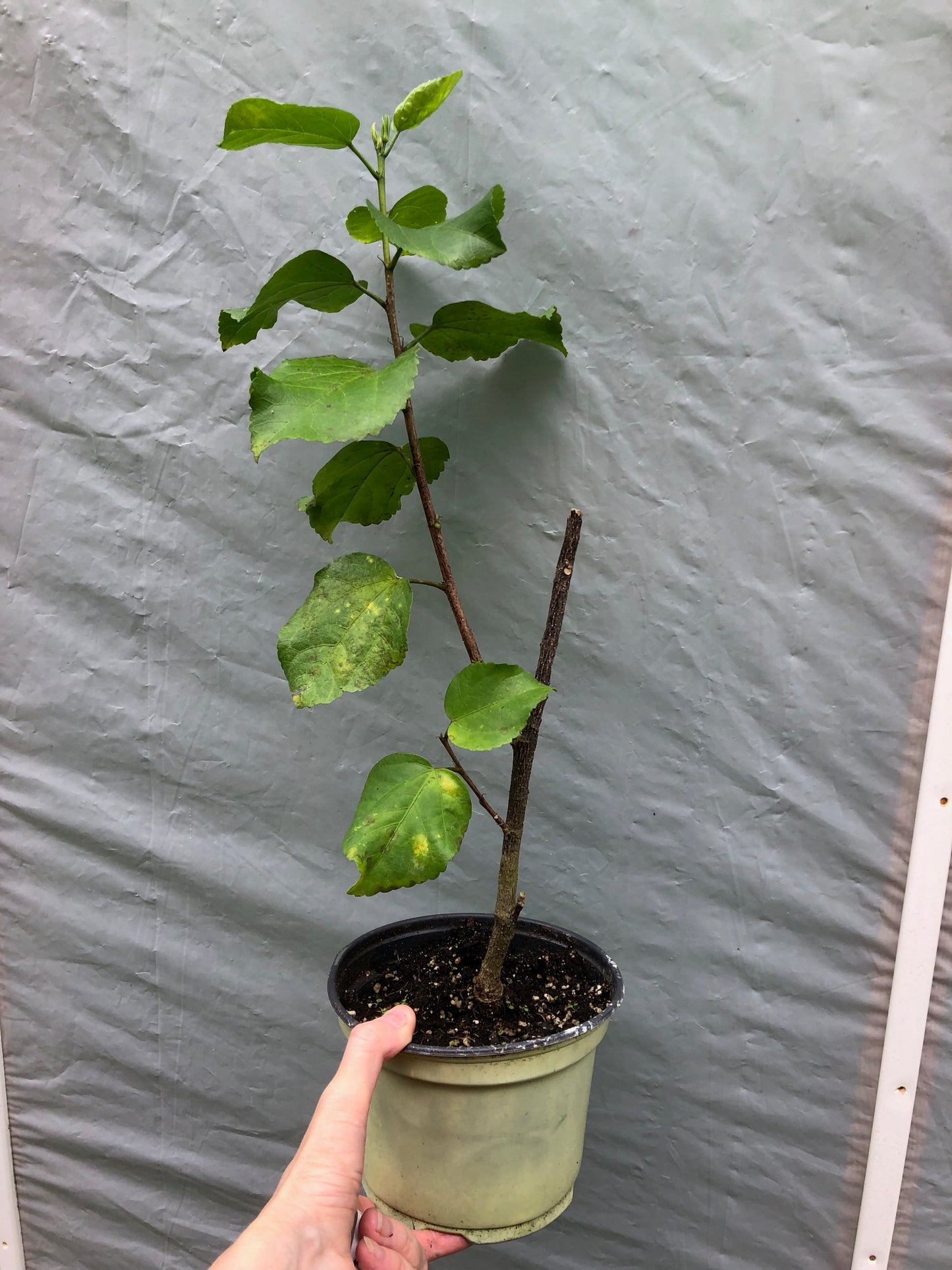 Tropical Hibiscus 'Creole Lady' - 6" pot