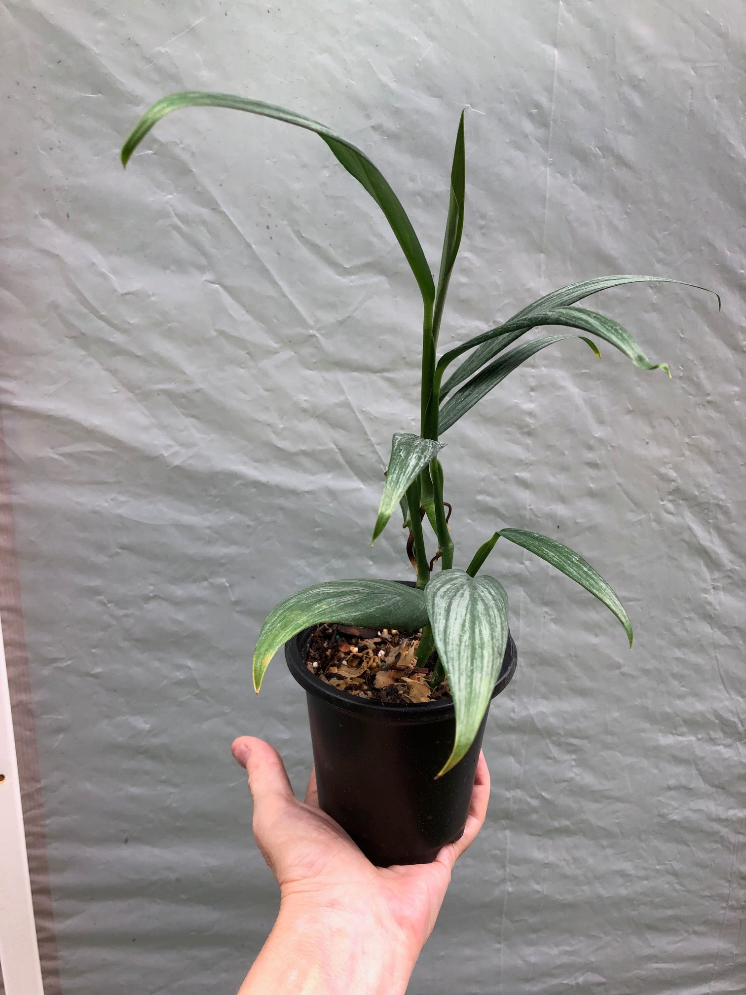 Epipremnum Amplissimum Silver Streak Pothos Amplifolia