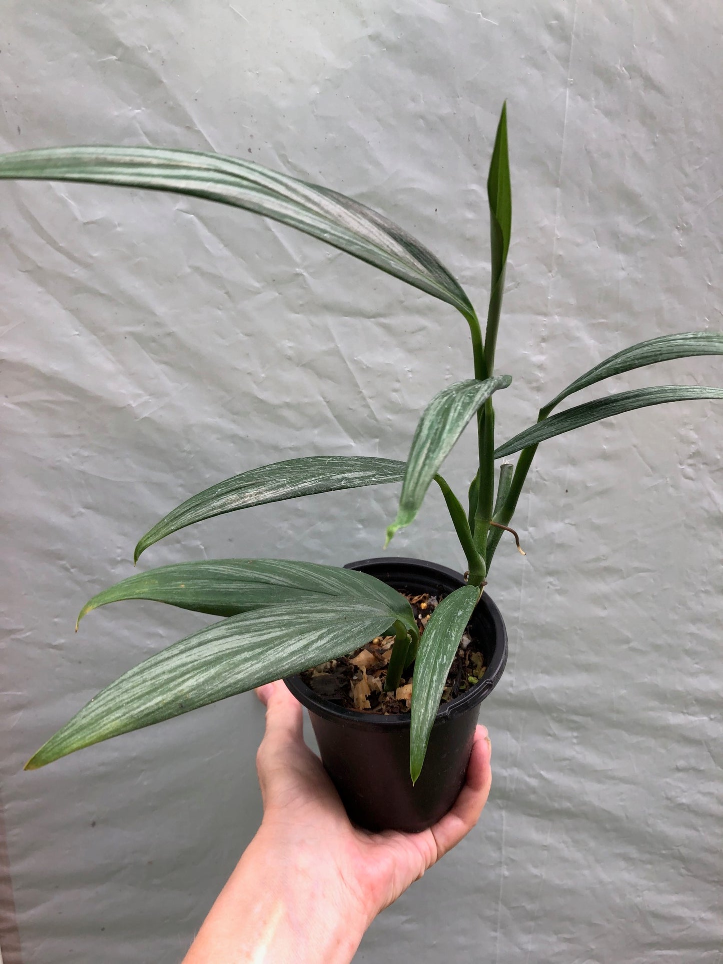 Epipremnum Amplissimum Silver Streak Pothos Amplifolia