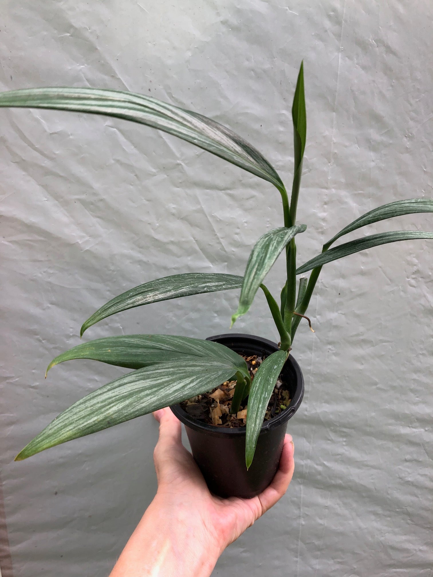 Epipremnum Amplissimum Silver Streak Pothos Amplifolia