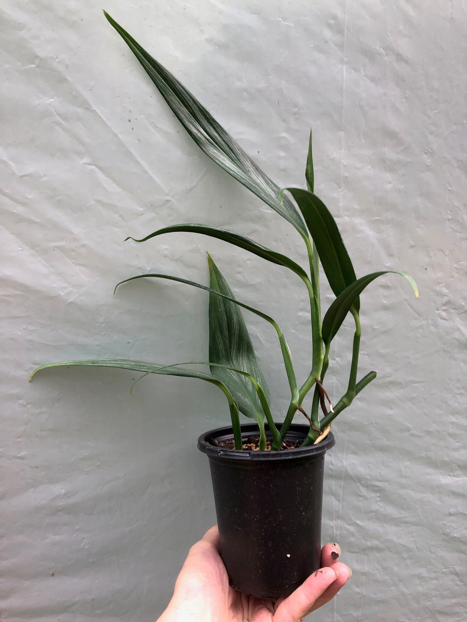 Epipremnum Amplissimum Silver Streak Pothos Amplifolia
