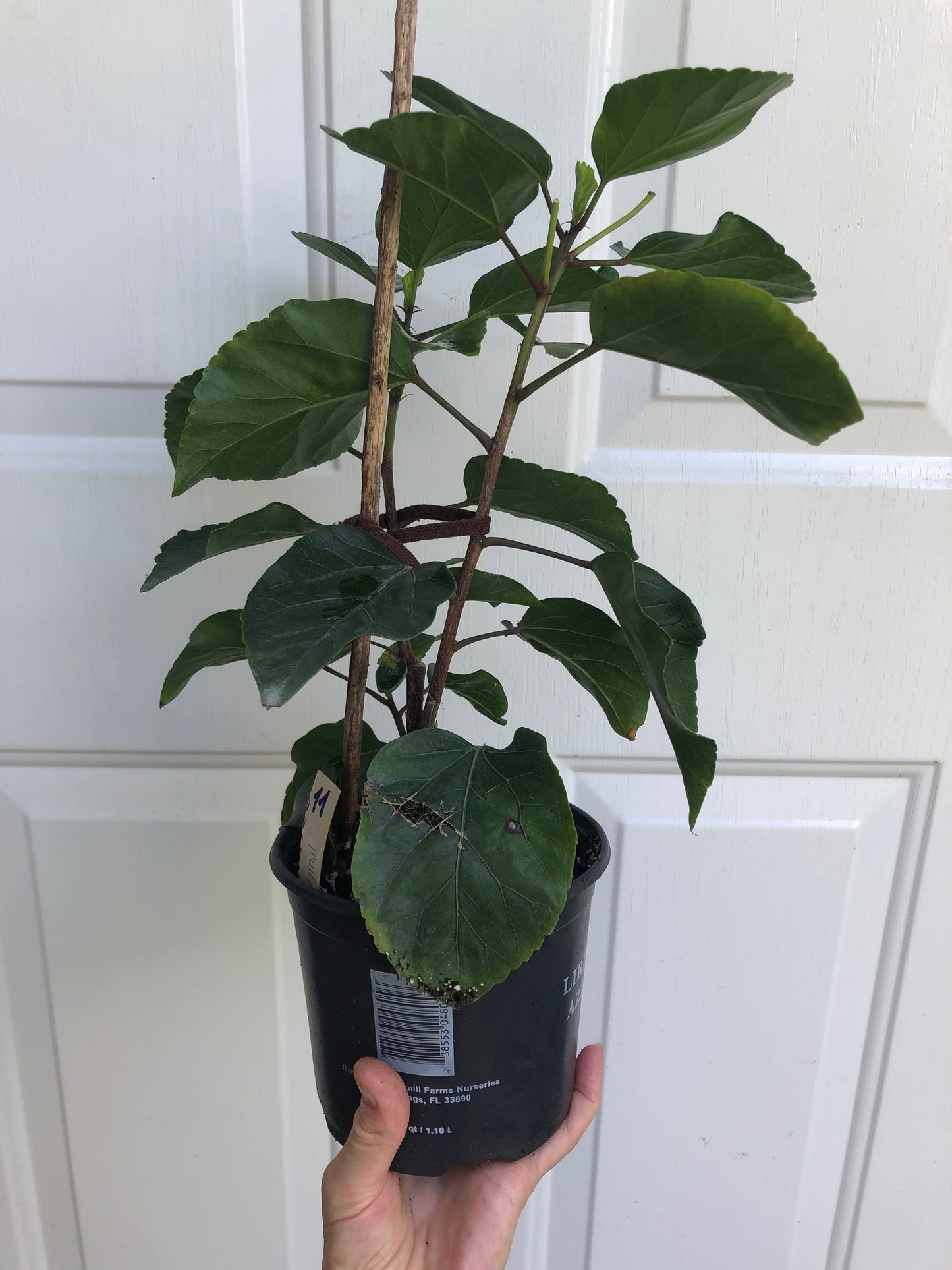 hibiscus cosmic dancer