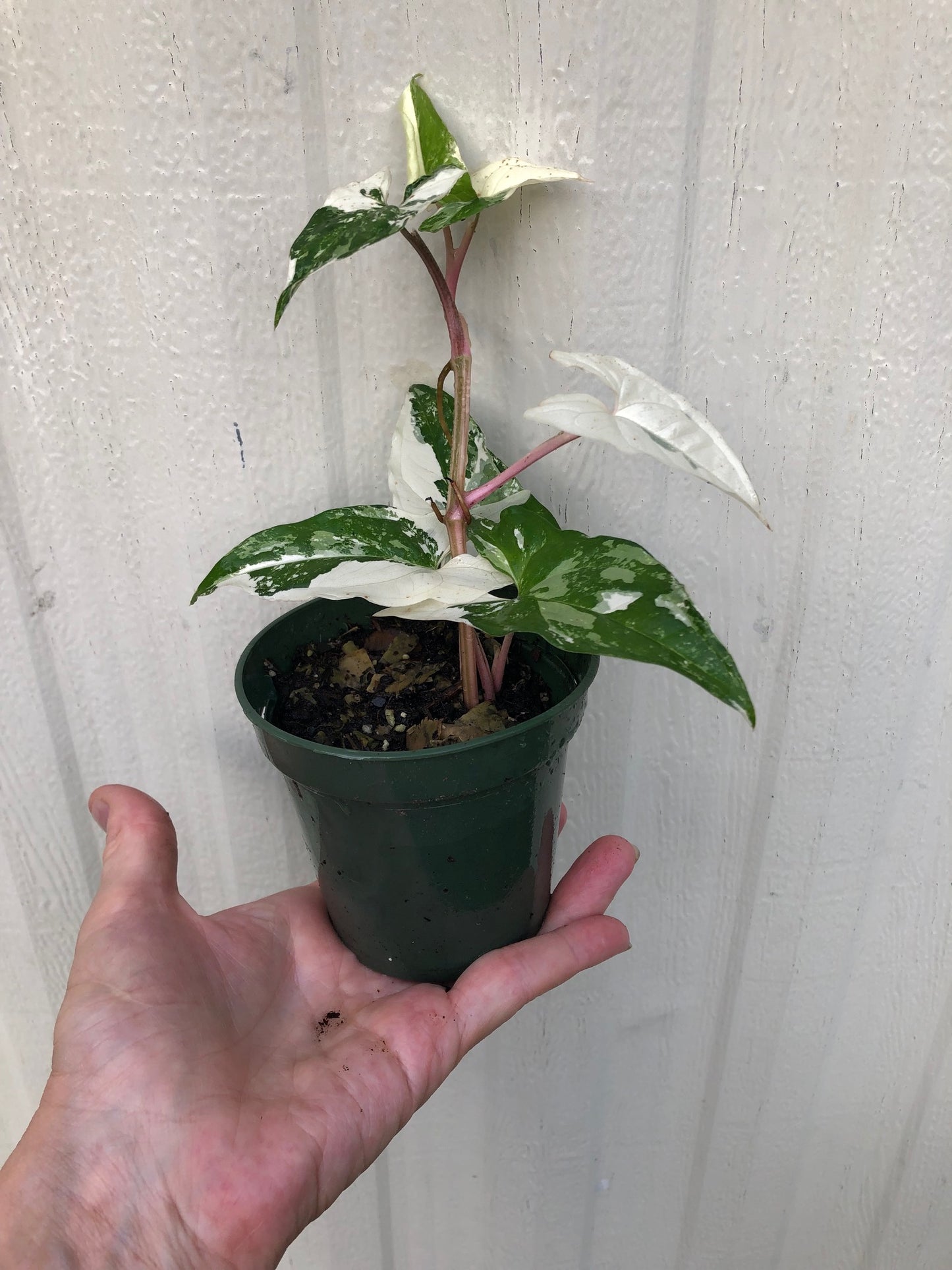 syngonium albo variegated