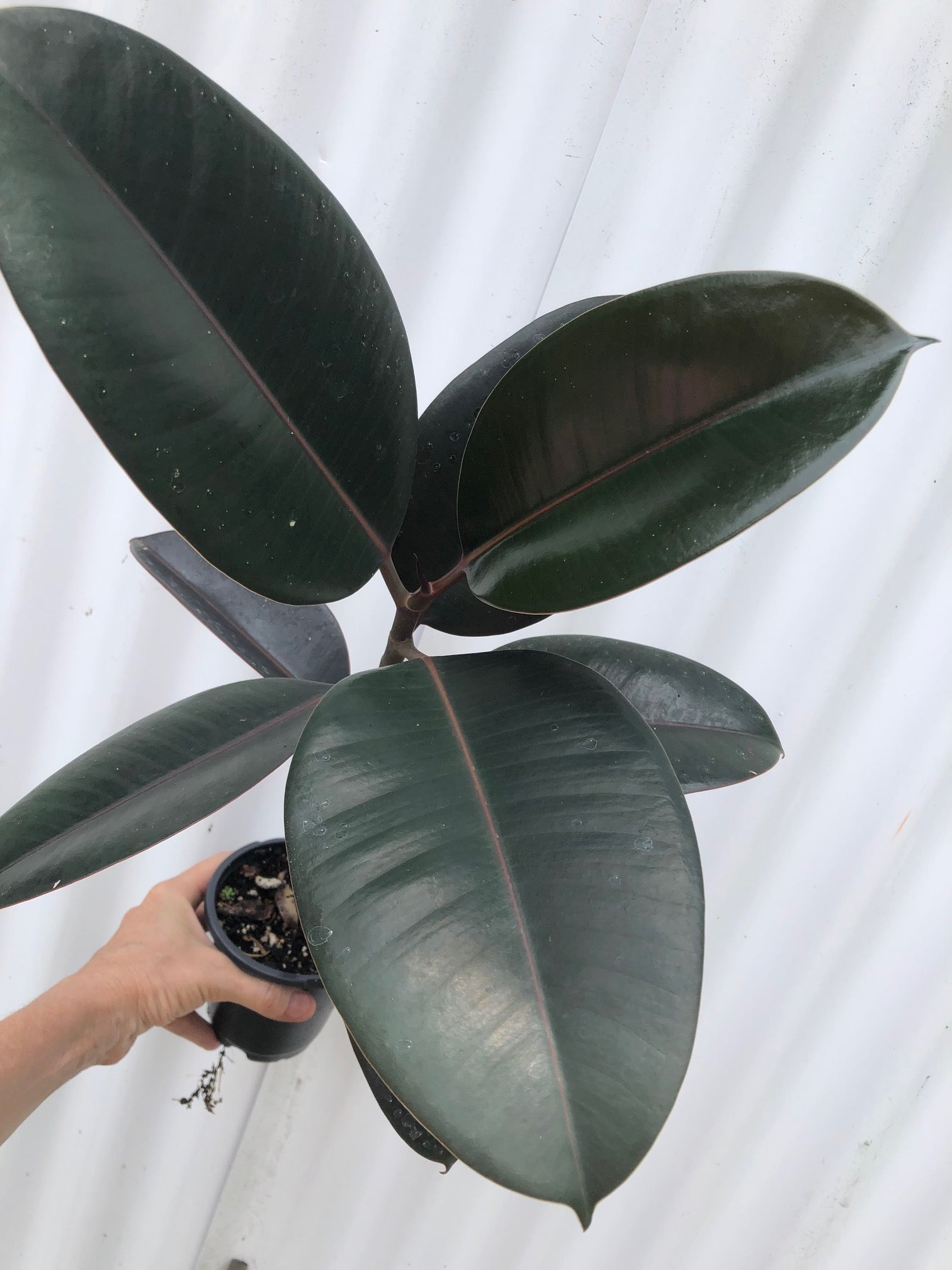 rubber tree ficus elastica burgundy Ficus Elastica Burgundy | Rubber Tree | 4" Pot