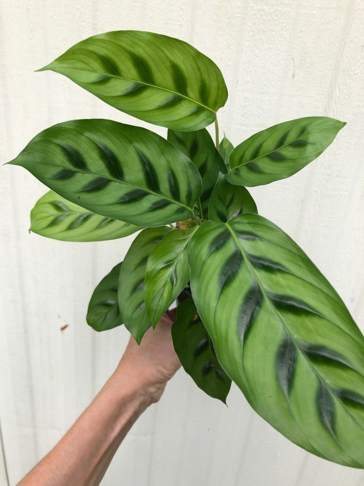 Calathea Leopardina