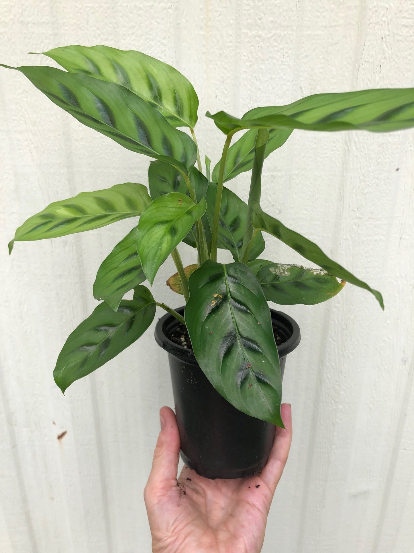 Calathea Leopardina