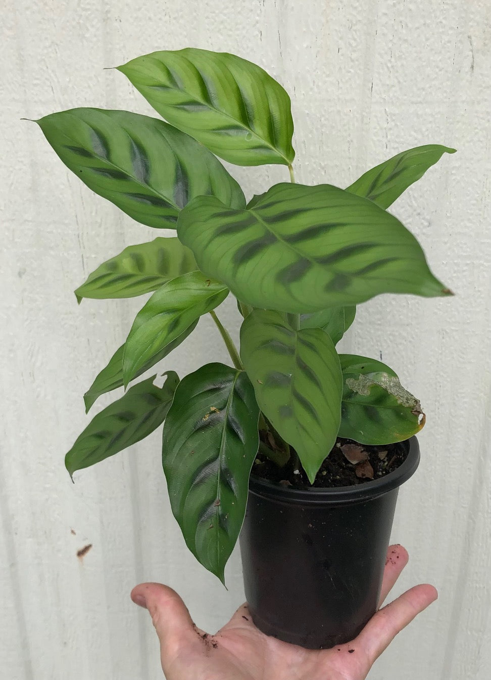 Calathea Leopardina