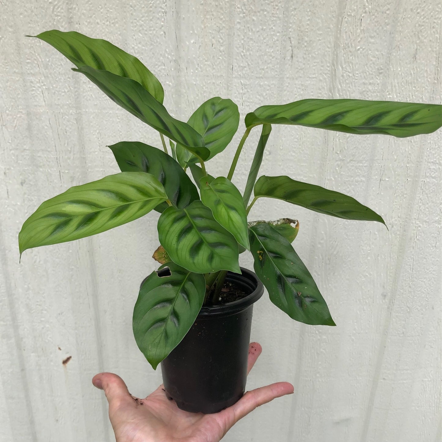 Calathea Leopardina
