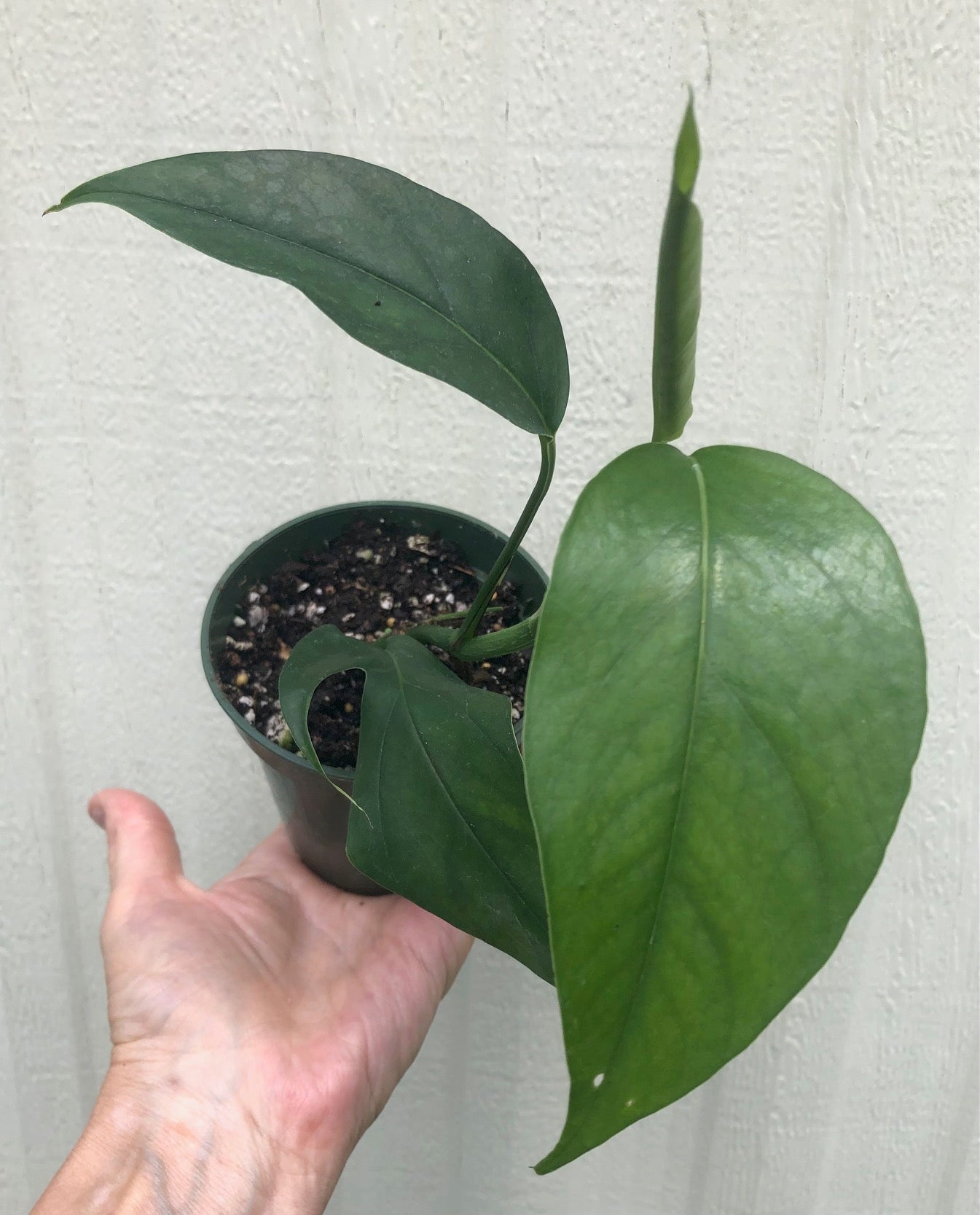 baltic blue philodendron Baltic Blue Pothos Epipremnum pinnatum