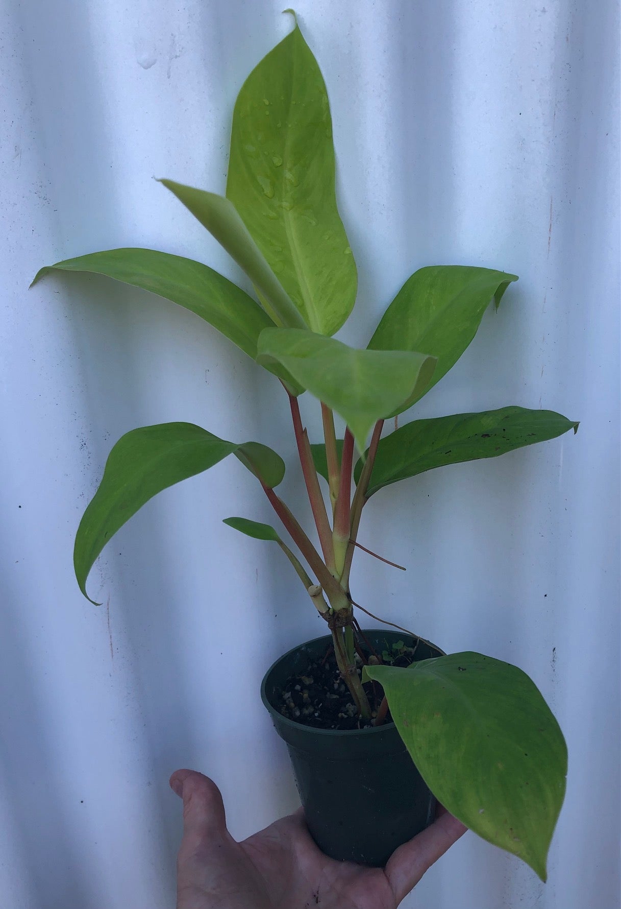 Philodendron Golden Goddess - 'Lemon Lime'