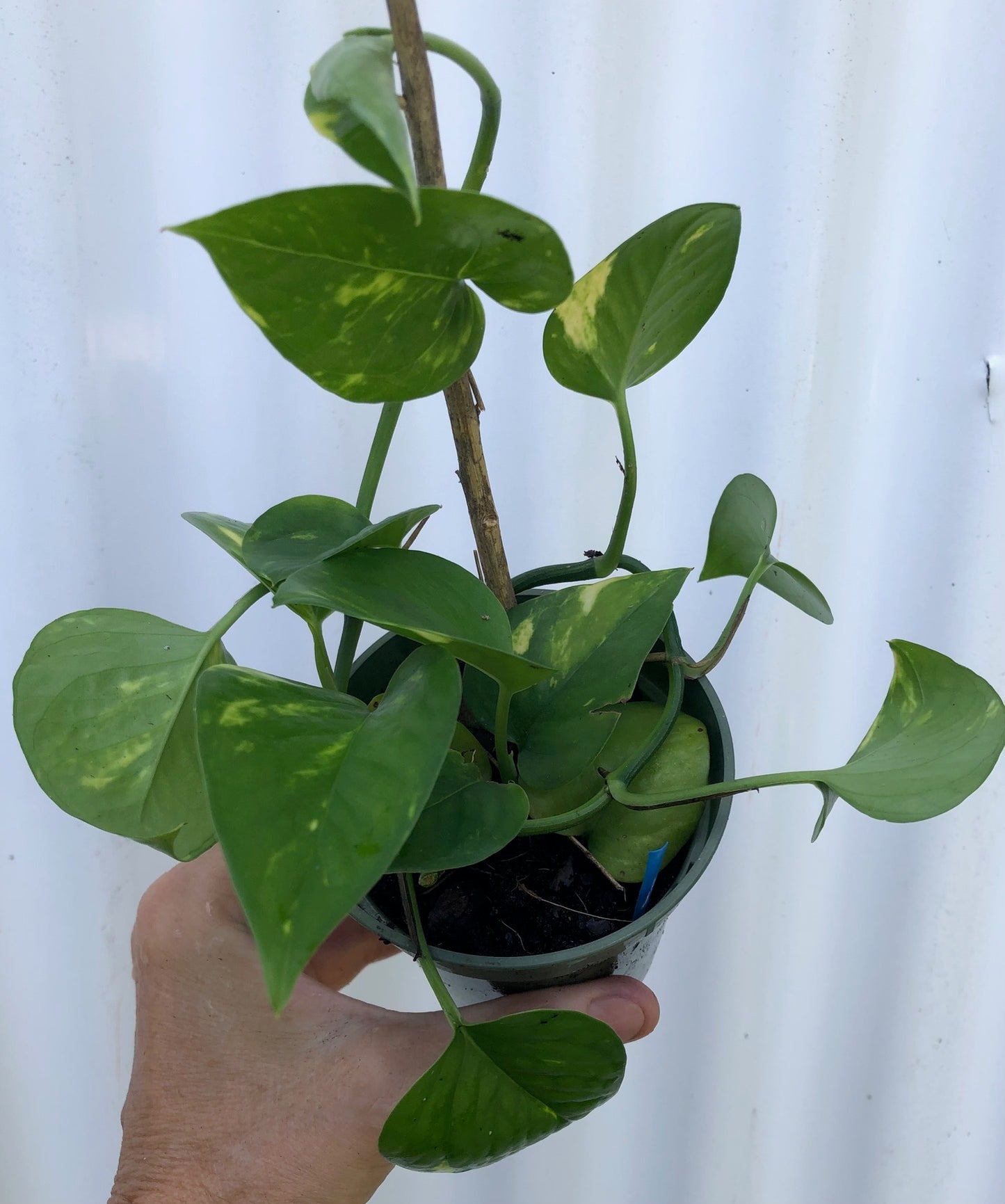 Golden Pothos, Epipremnum aureum - 3" pot