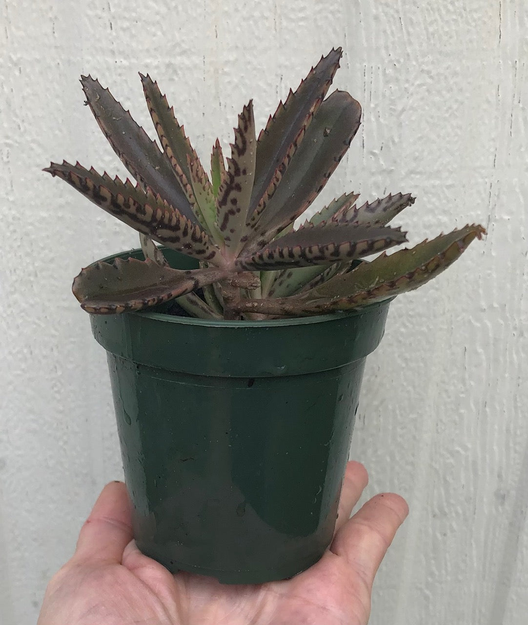 mother succulent plant Kalanchoe Daigremontiana, Mother of Thousands