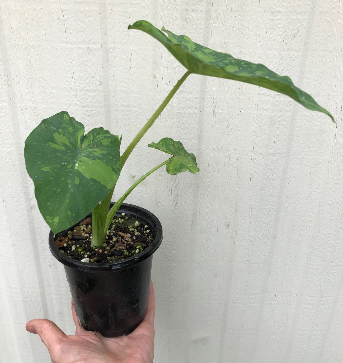 Colocasia Esculenta 'Midori Sour' - 4" pot