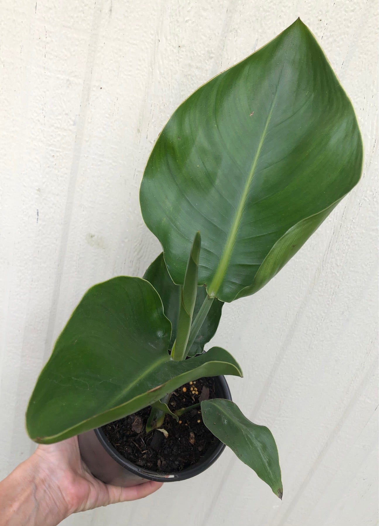 White Bird of Paradise, Strelitzia