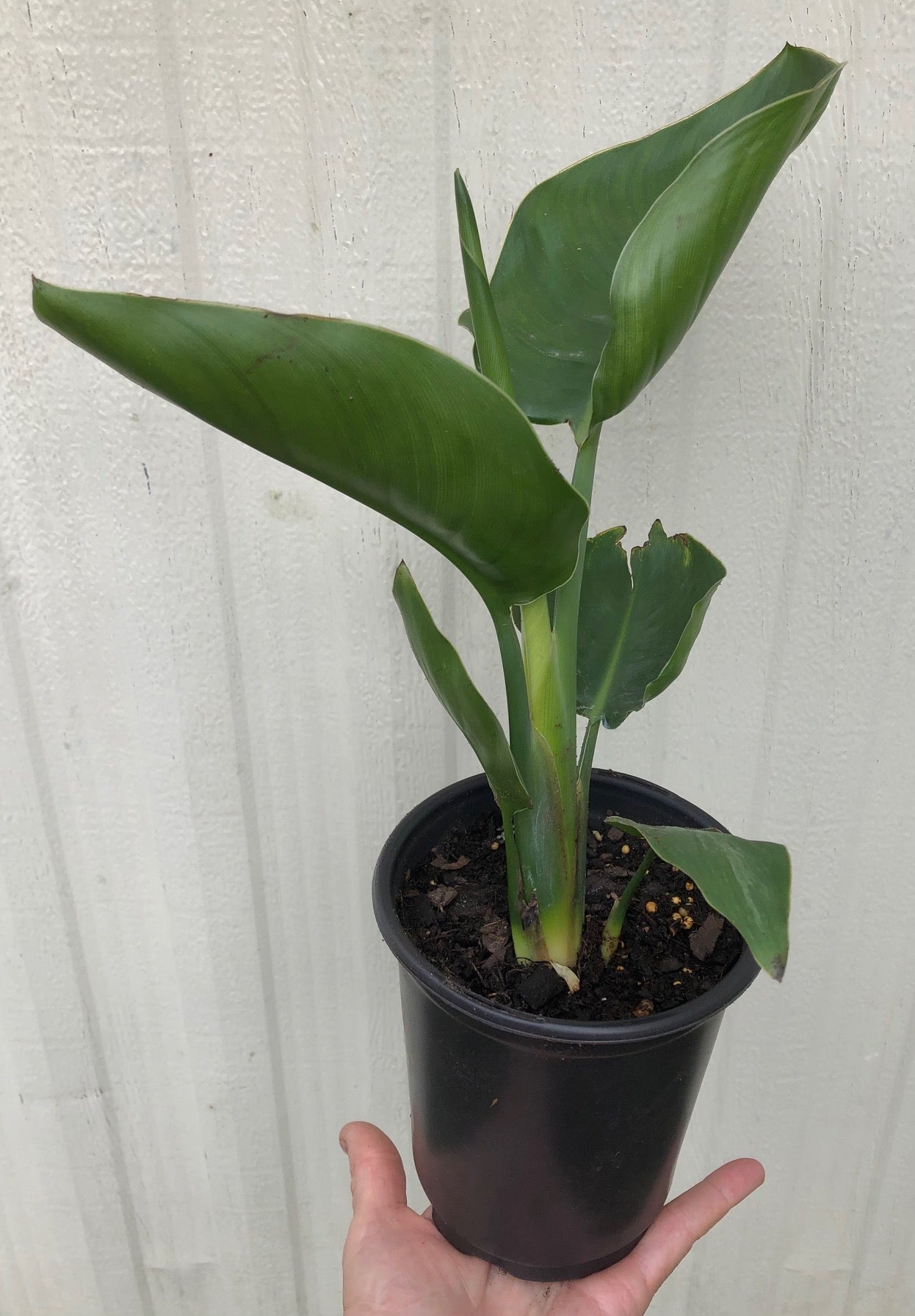 White Bird of Paradise, Strelitzia