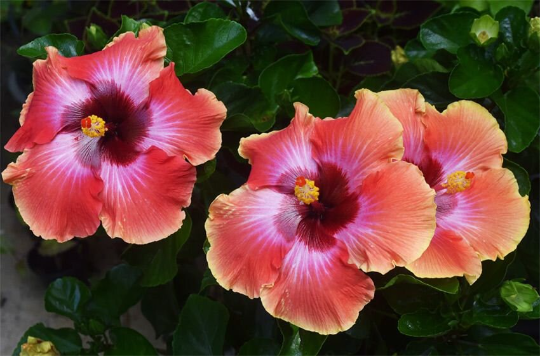 Tropical Hibiscus 'Cosmic Dancer' - 5" pot